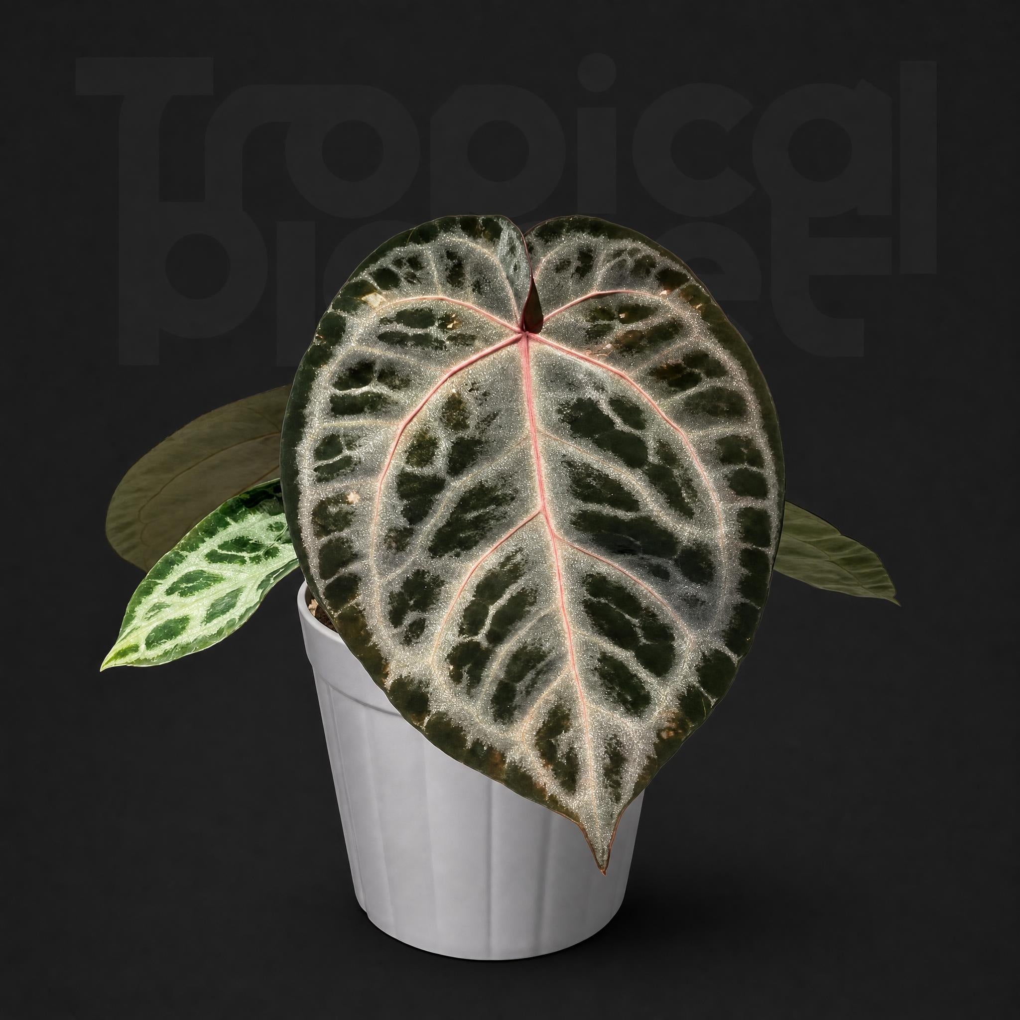 Anthurium Red Crystallinum