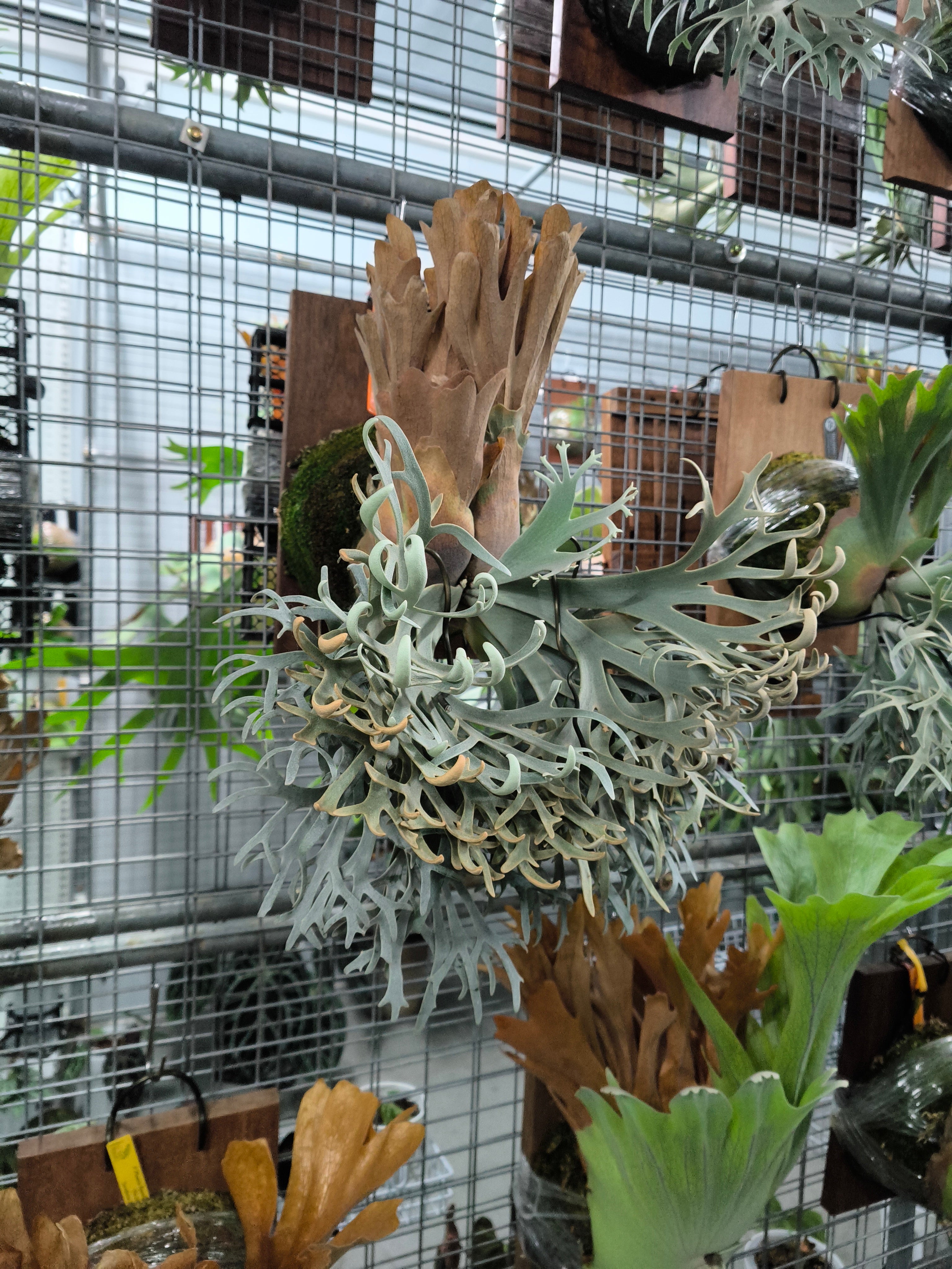Exact plant pictured for this Platycerium retail listing