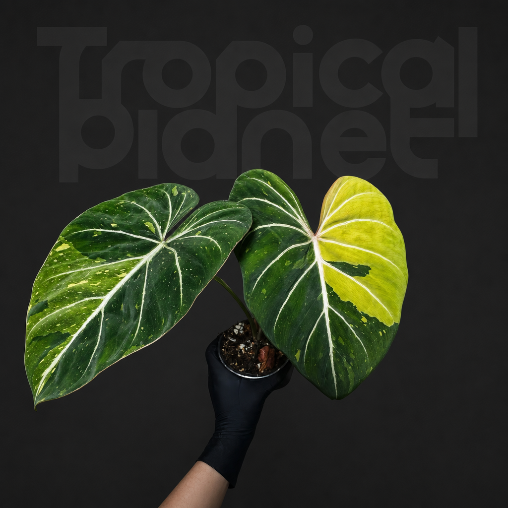 Philodendron gloriosum Variegated