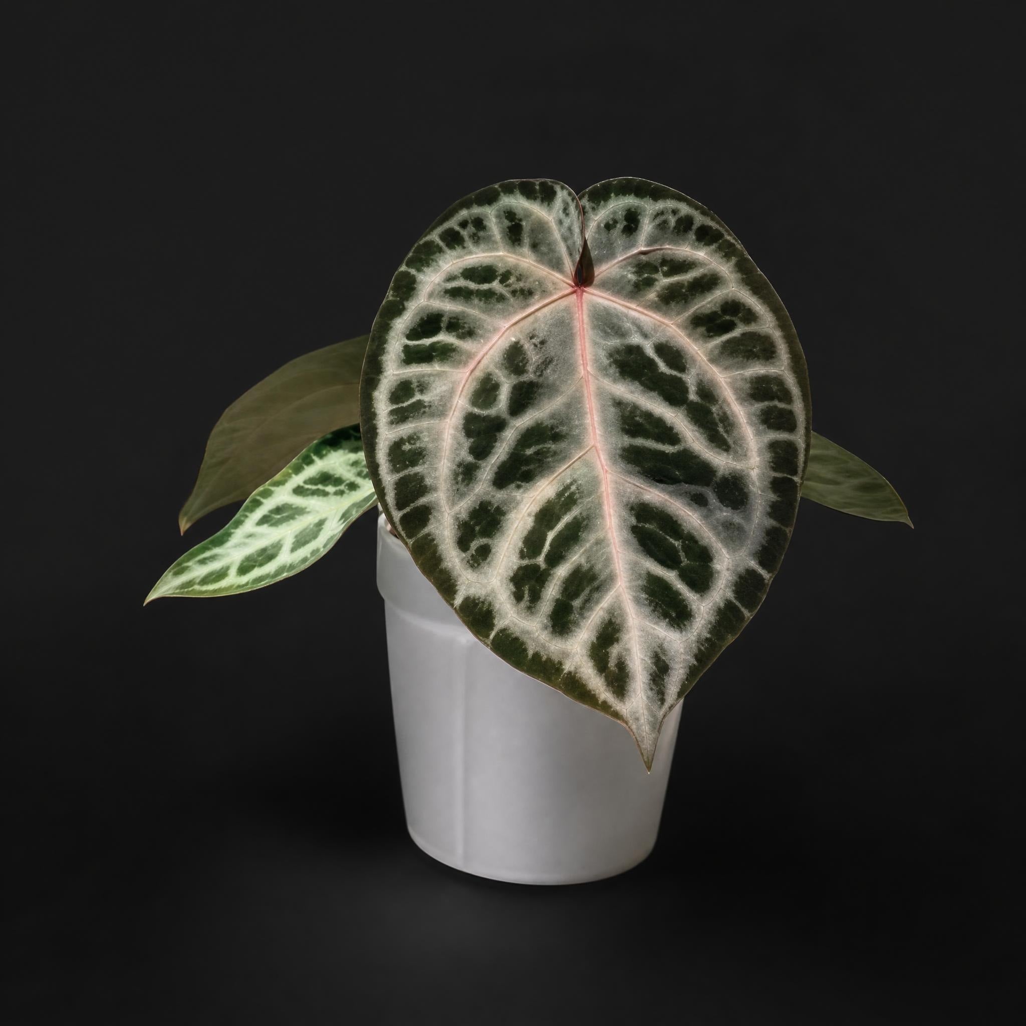 Anthurium Red Crystallinum - Michelle