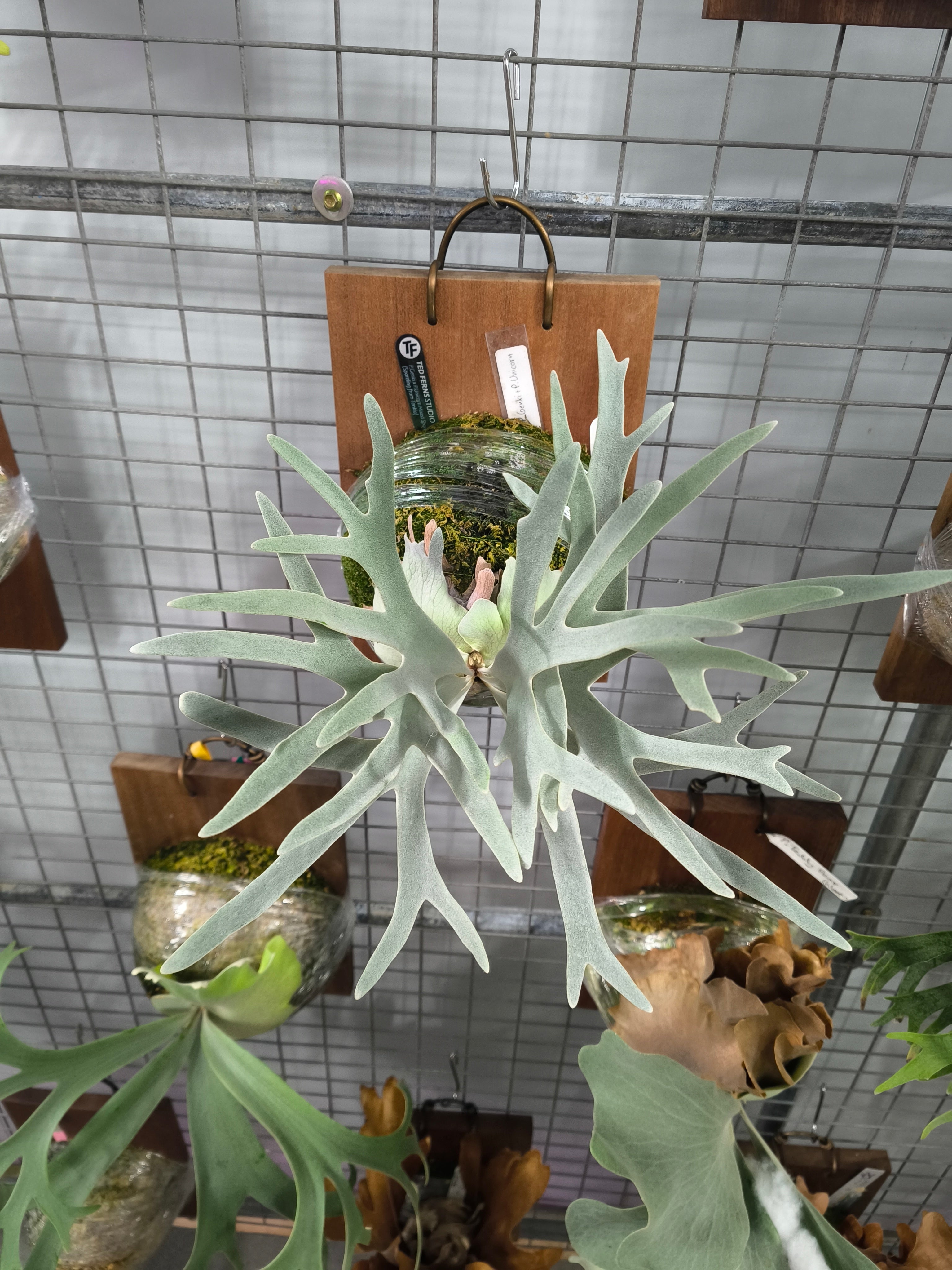 Exact plant pictured for this Platycerium retail listing