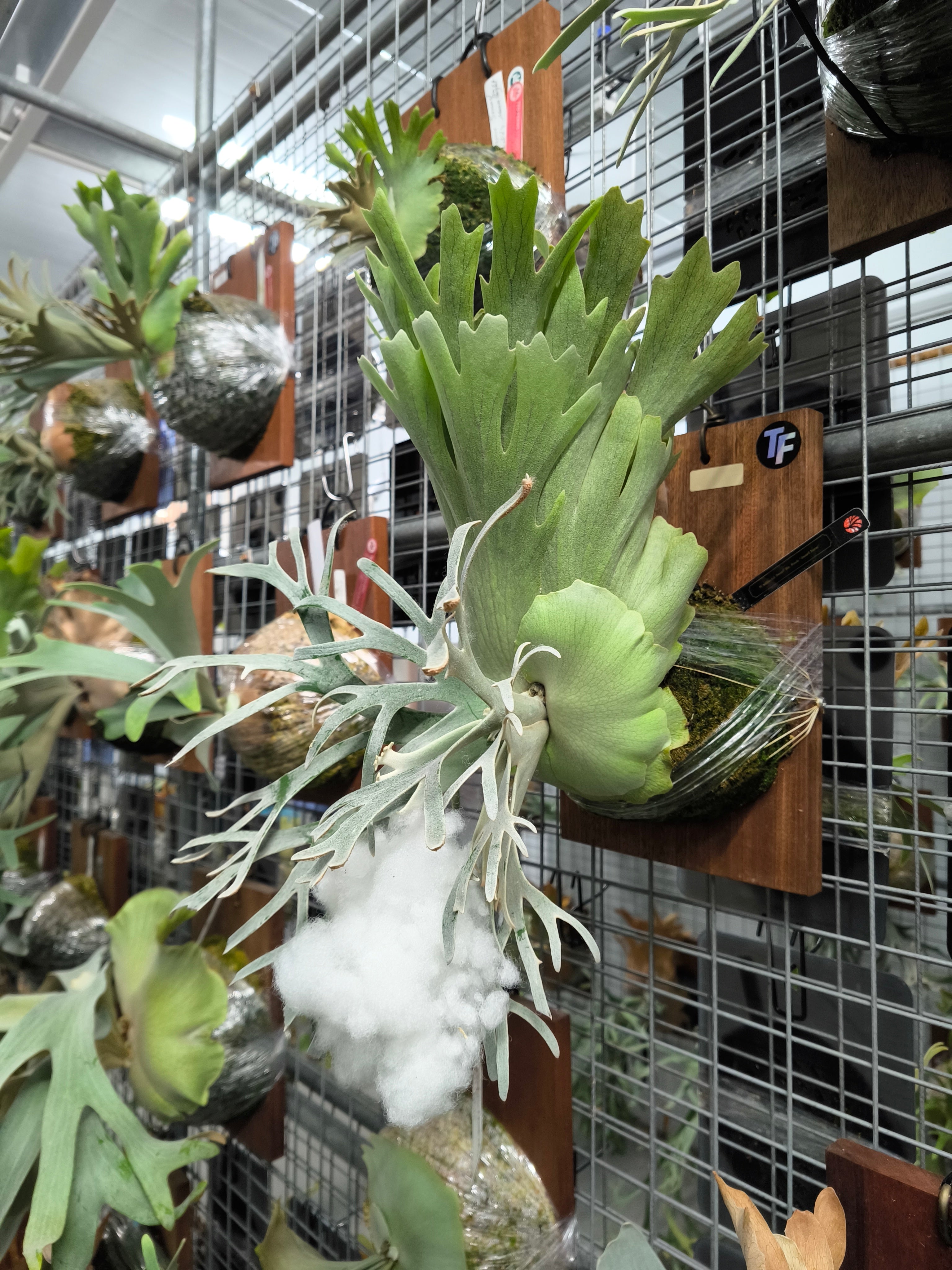 Exact plant pictured for this Platycerium retail listing