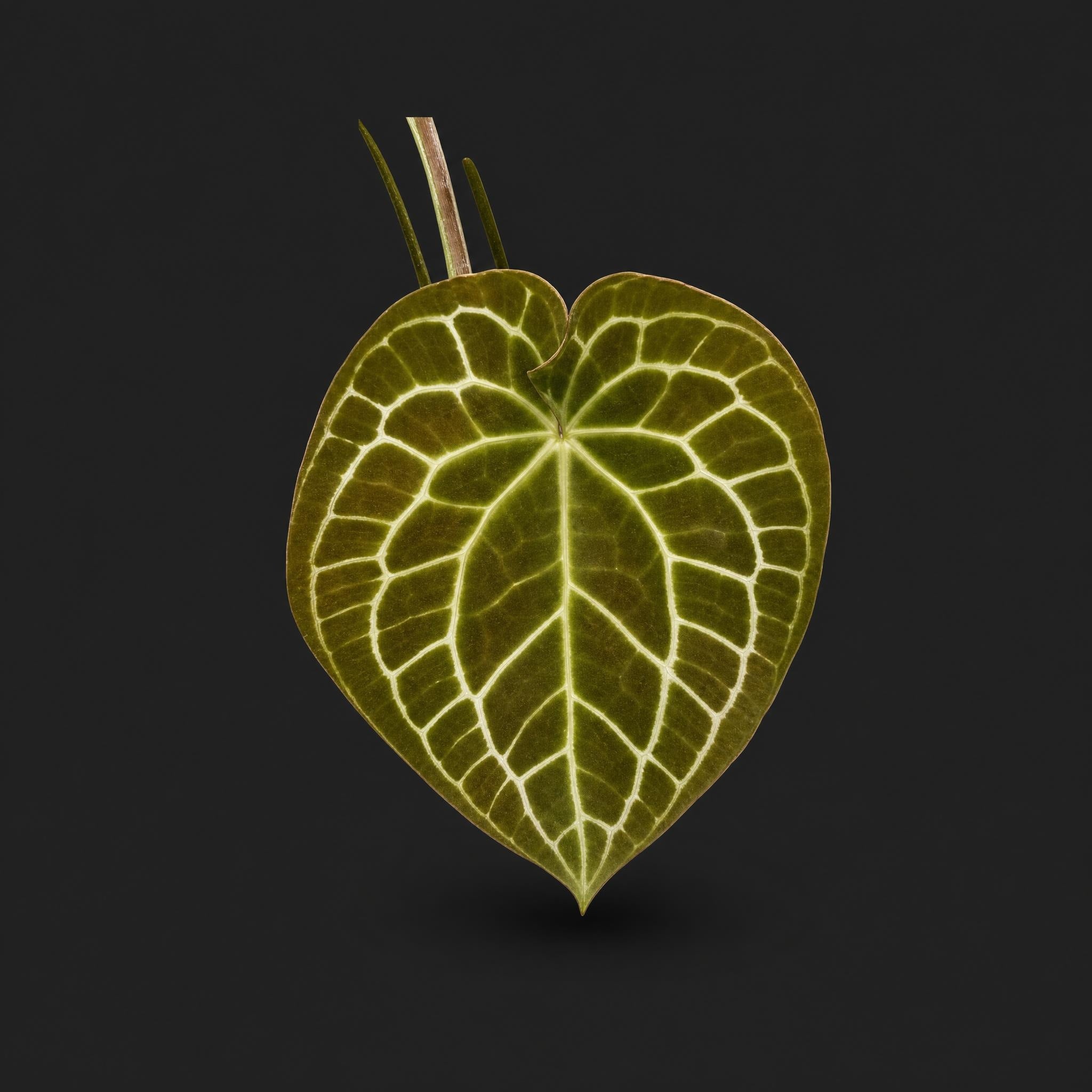 Anthurium Crystallinum - South American Form