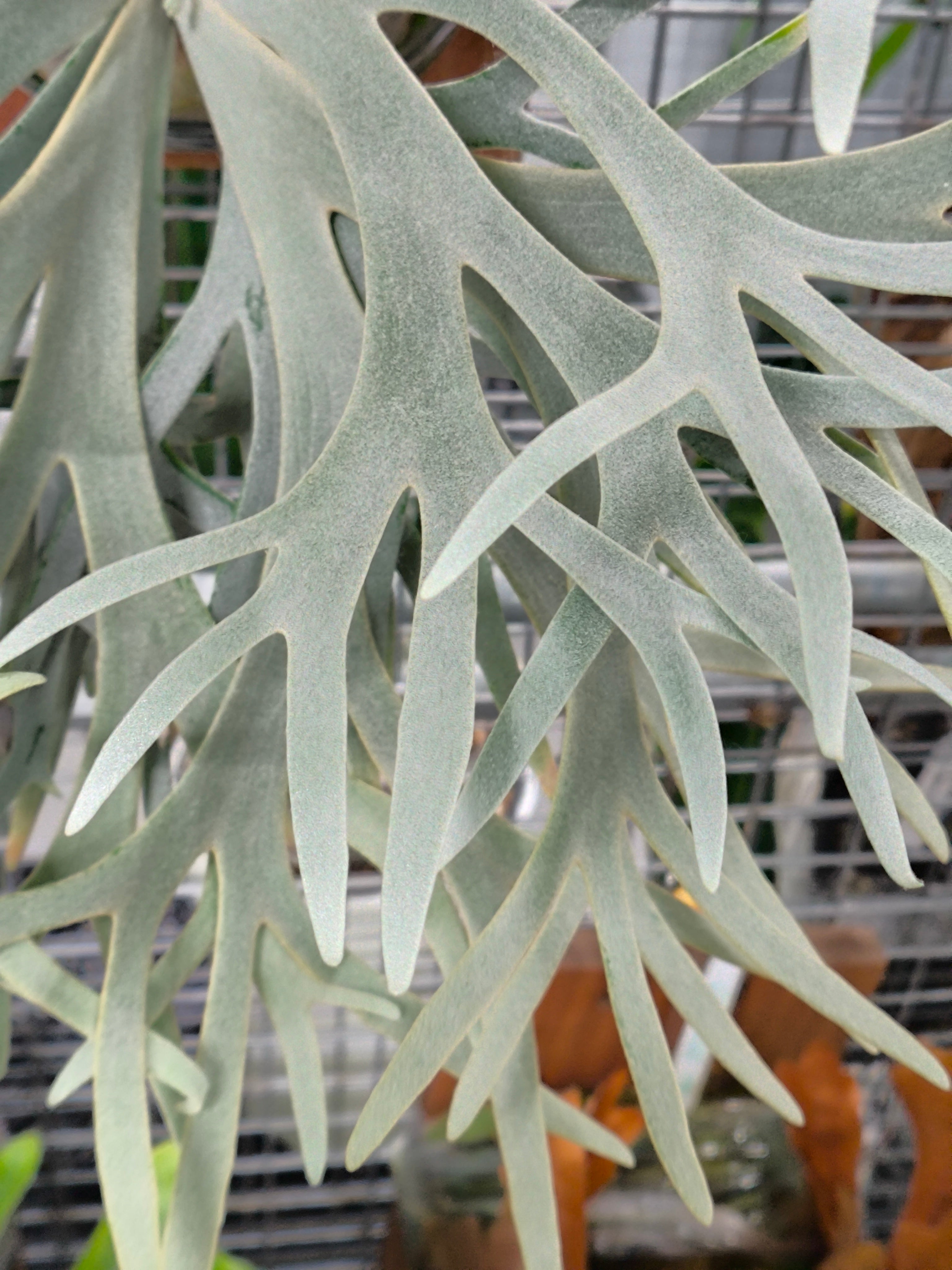 Exact plant pictured for this Platycerium retail listing