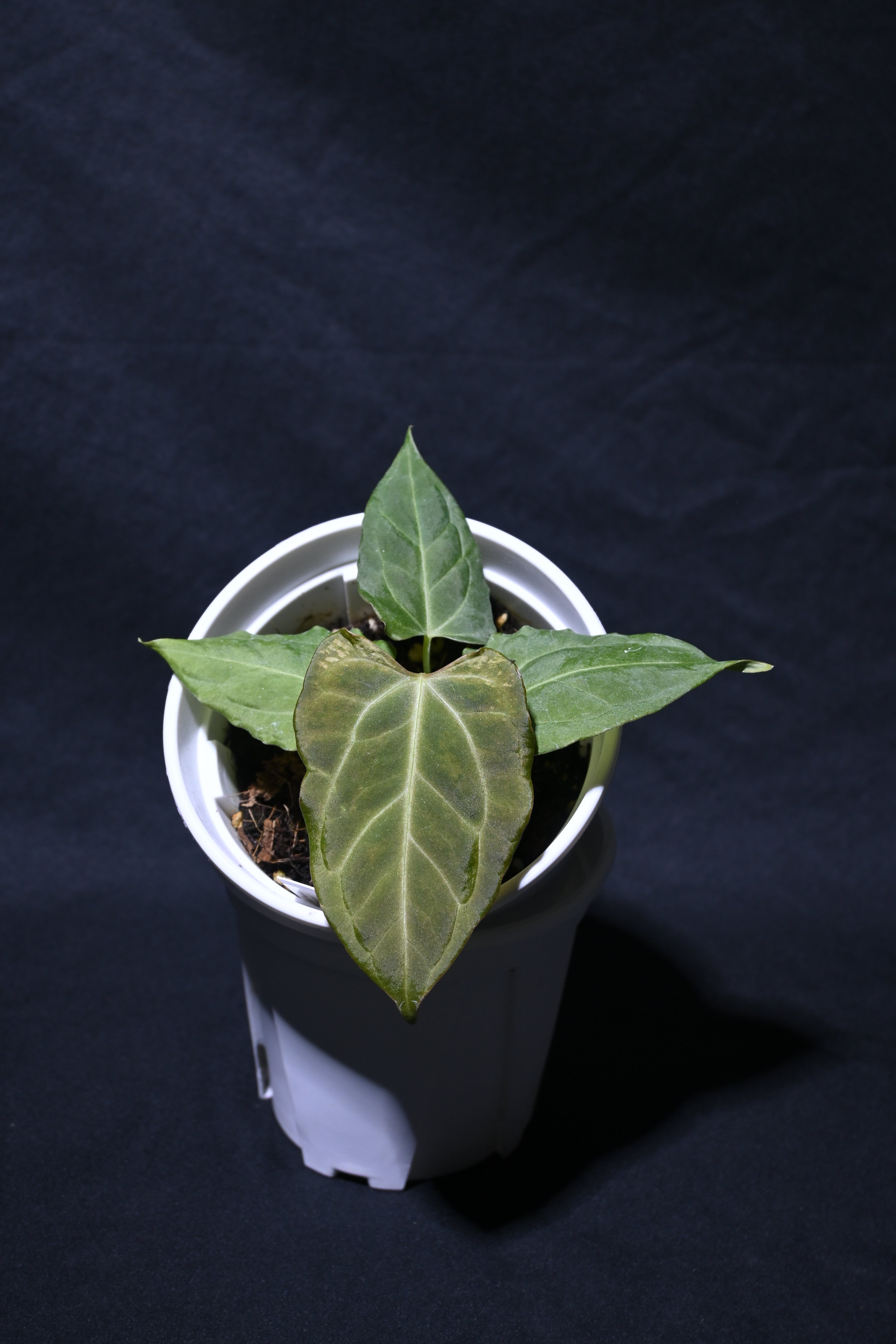 Papi 'Getafix mution' x Papi 'legend'