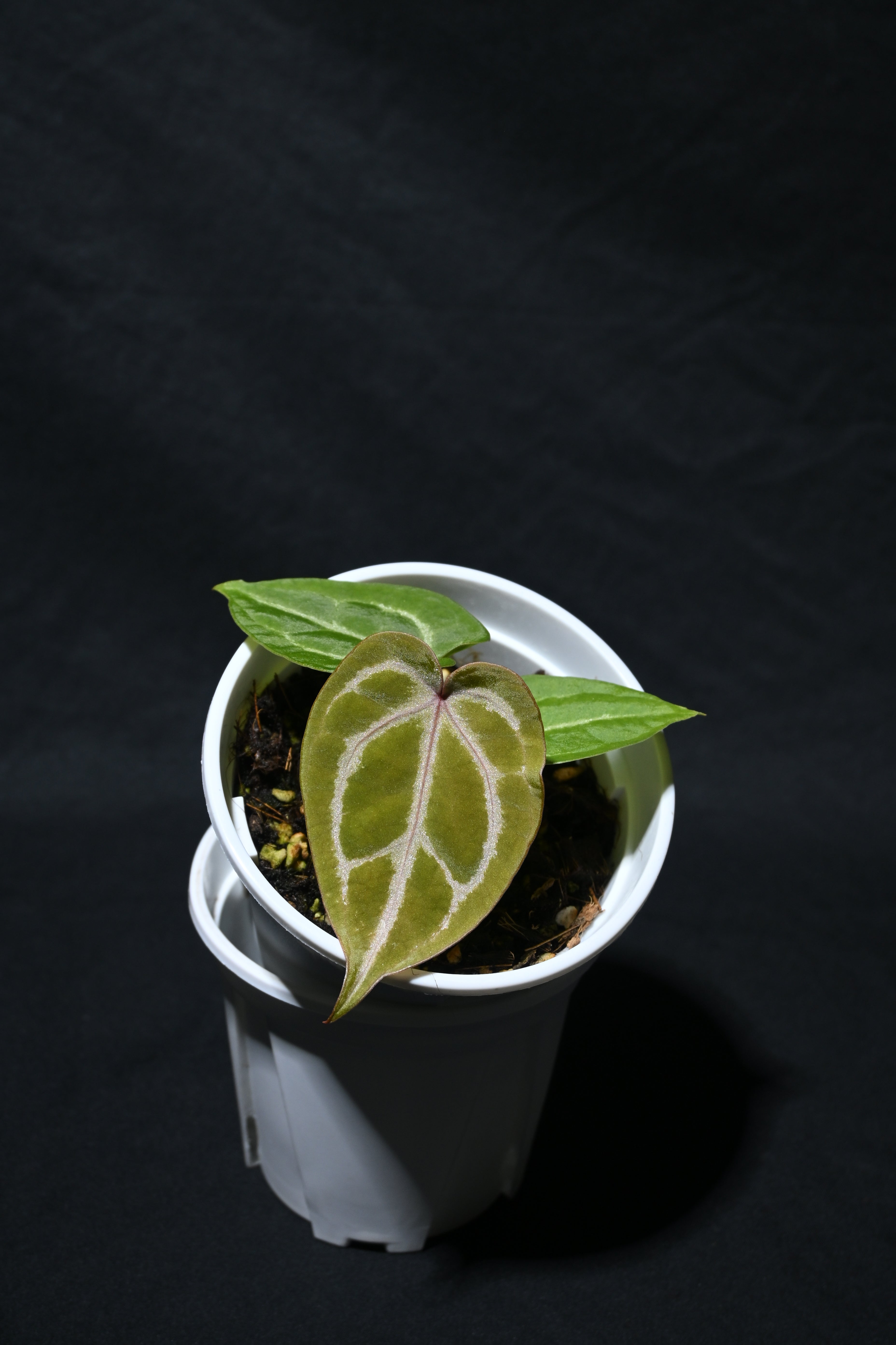 Red of java x skg silver