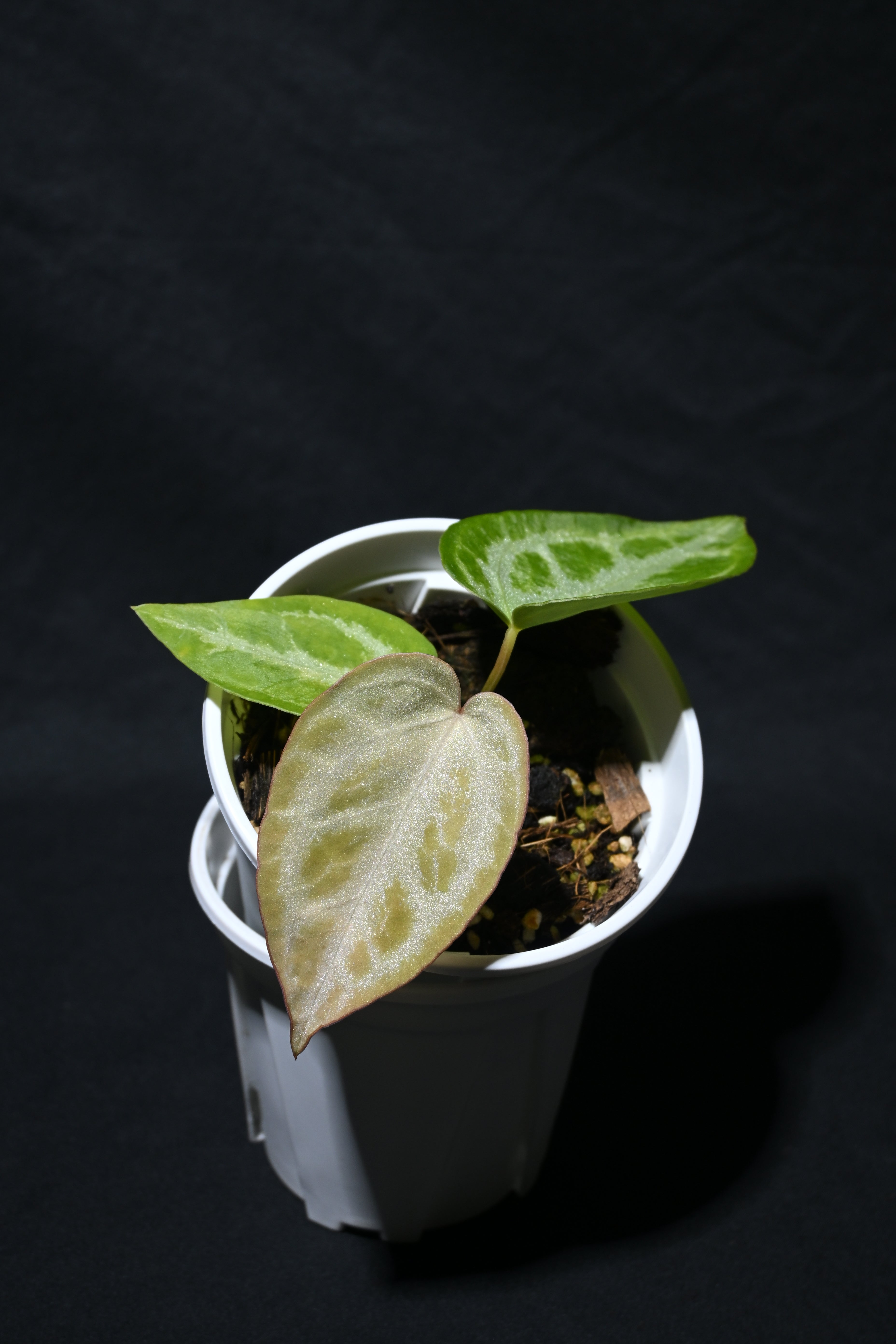 Crystallinum No.1 x silver blush No.3