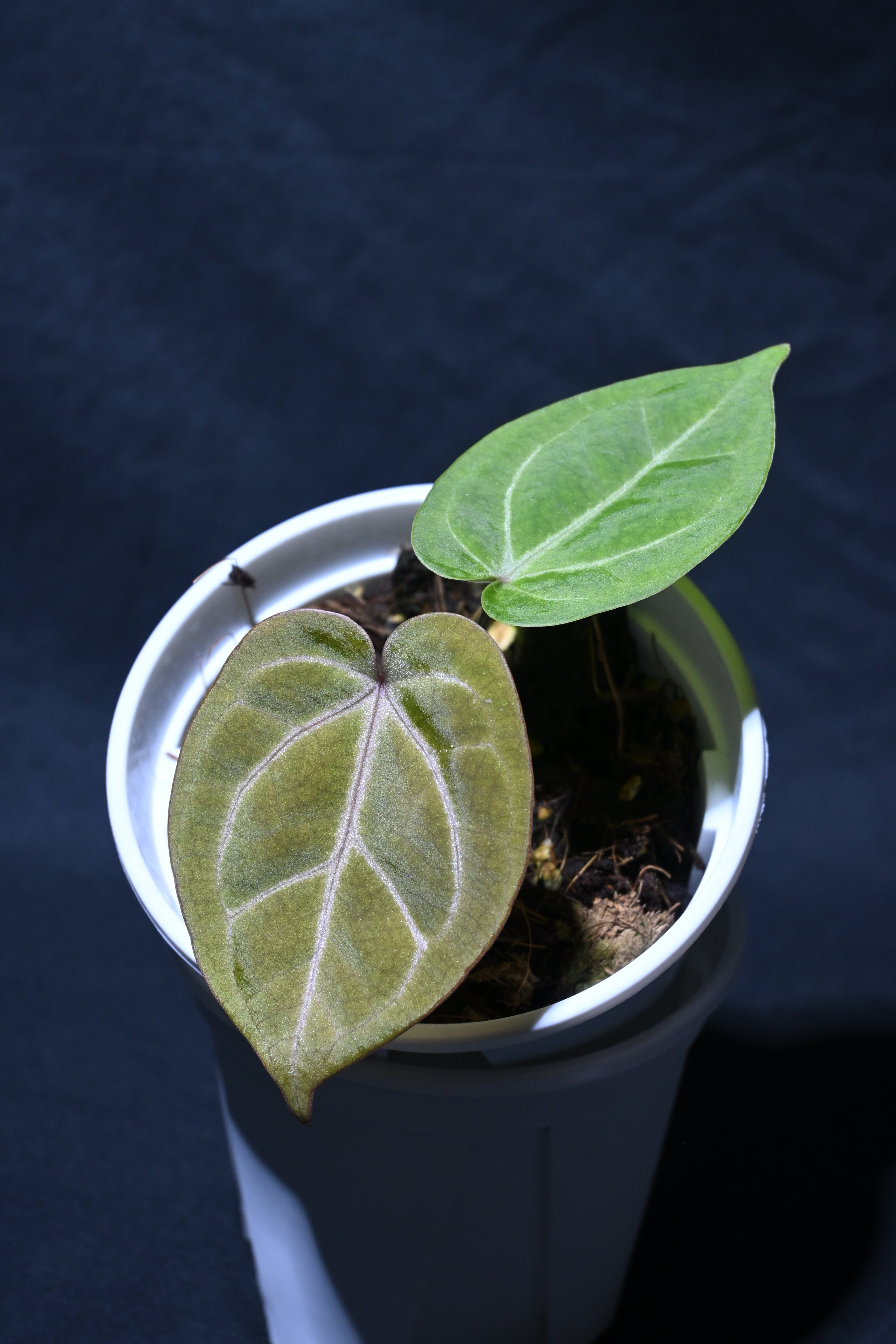 (Blood moon x Crystallinum)x skg silver