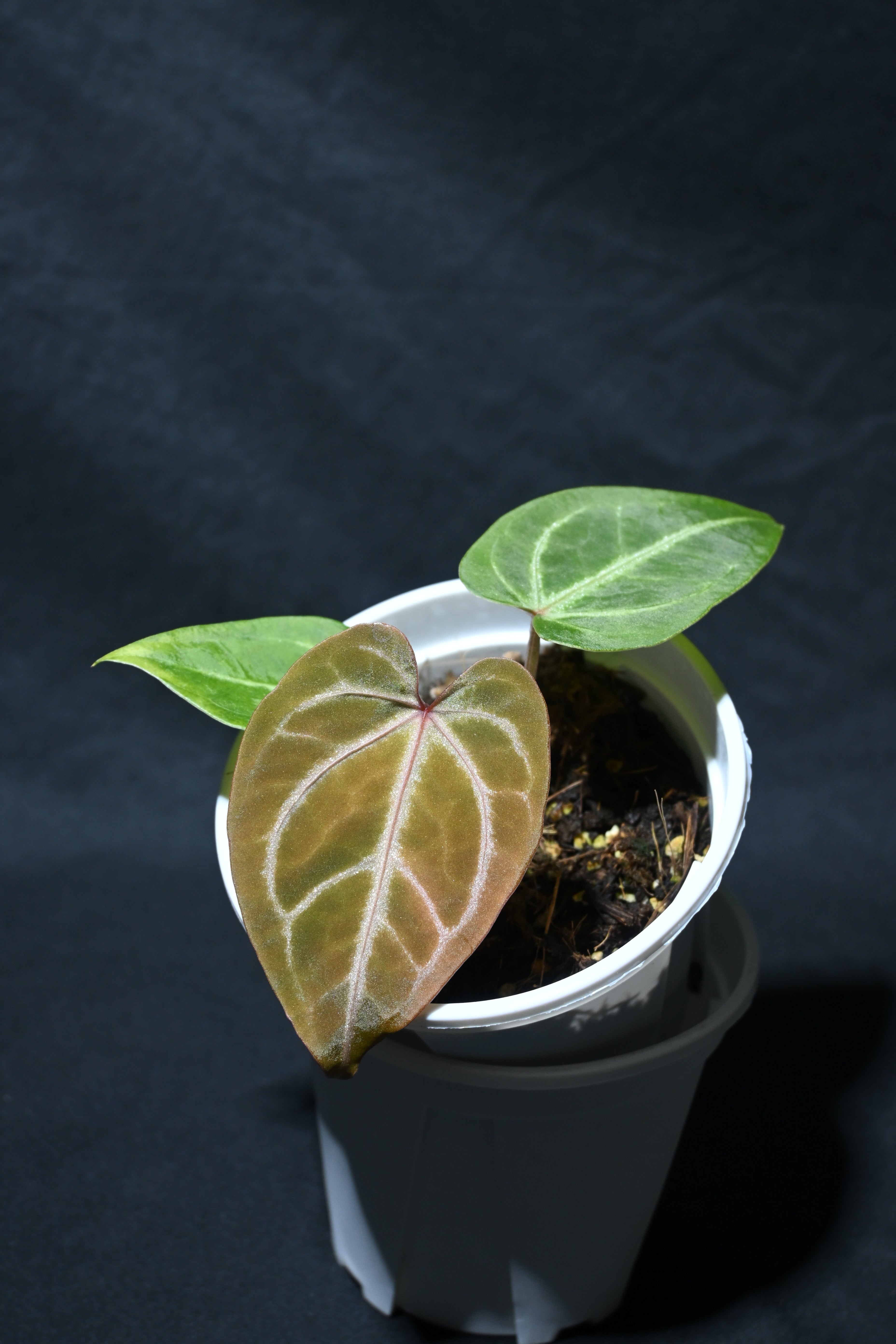 Magnificum x Papi 'Hulk'