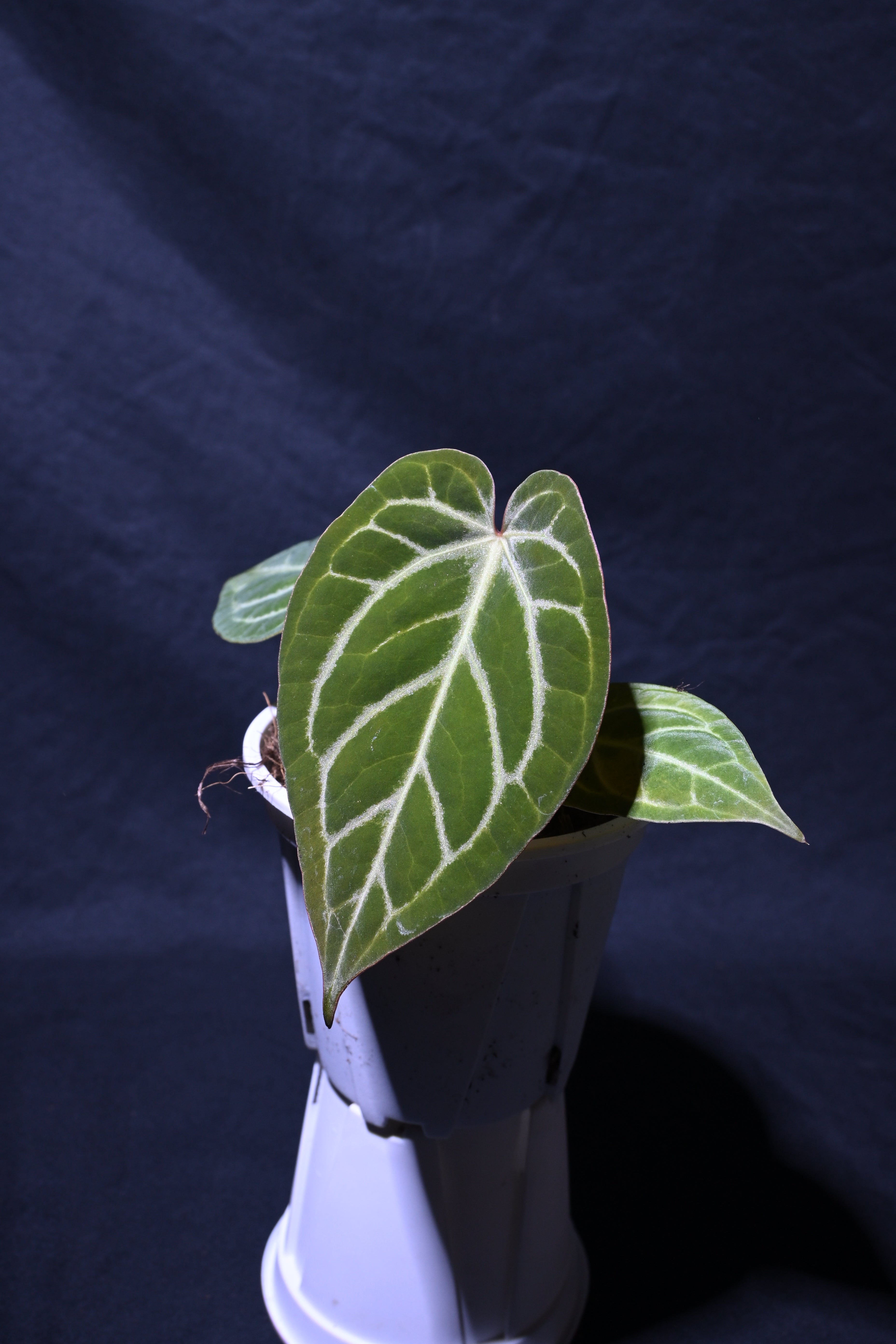 Silver blush No.2 x (Magnificum x Papi 'x-one')var