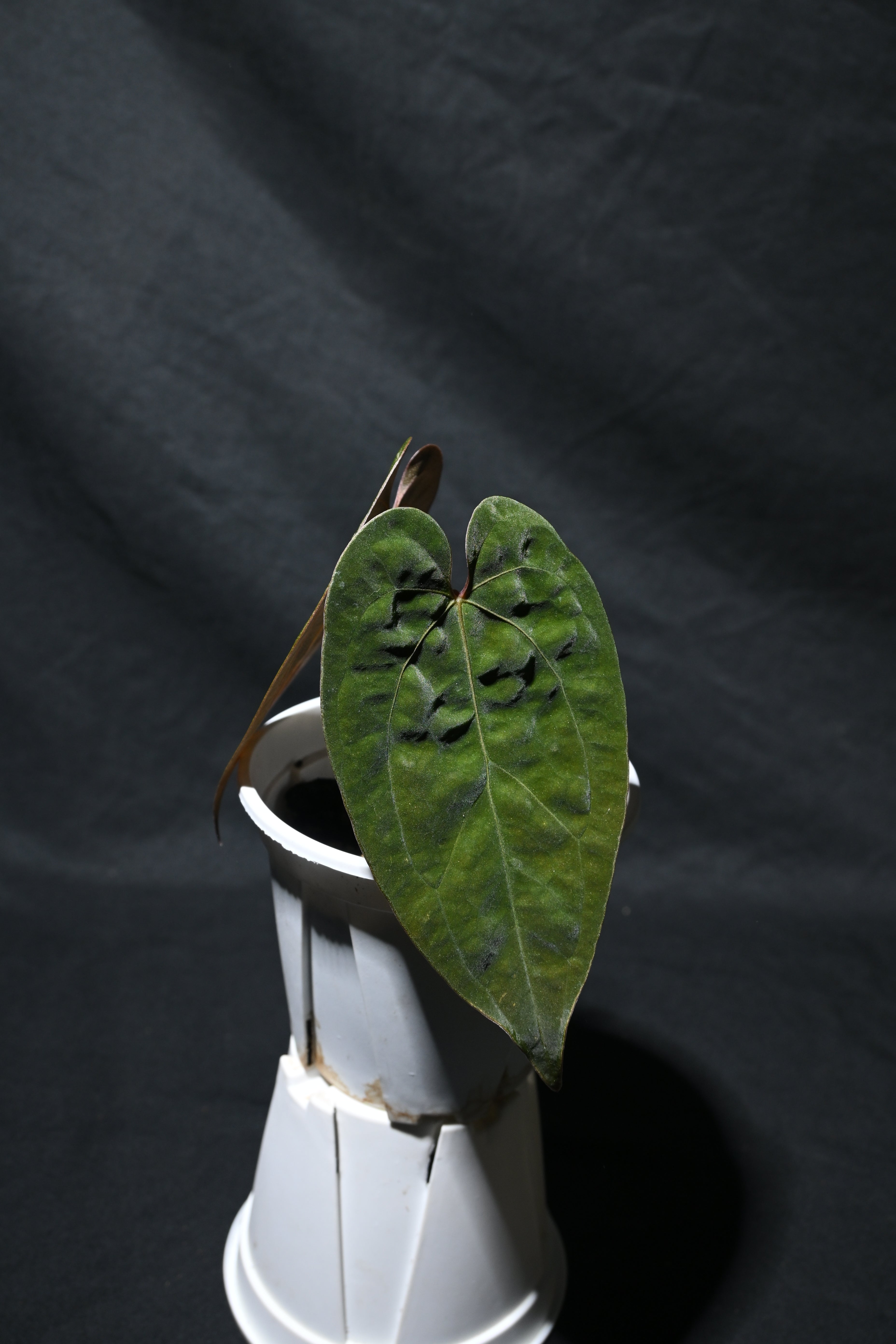 Ace of spades x Papi/Aos x Papi