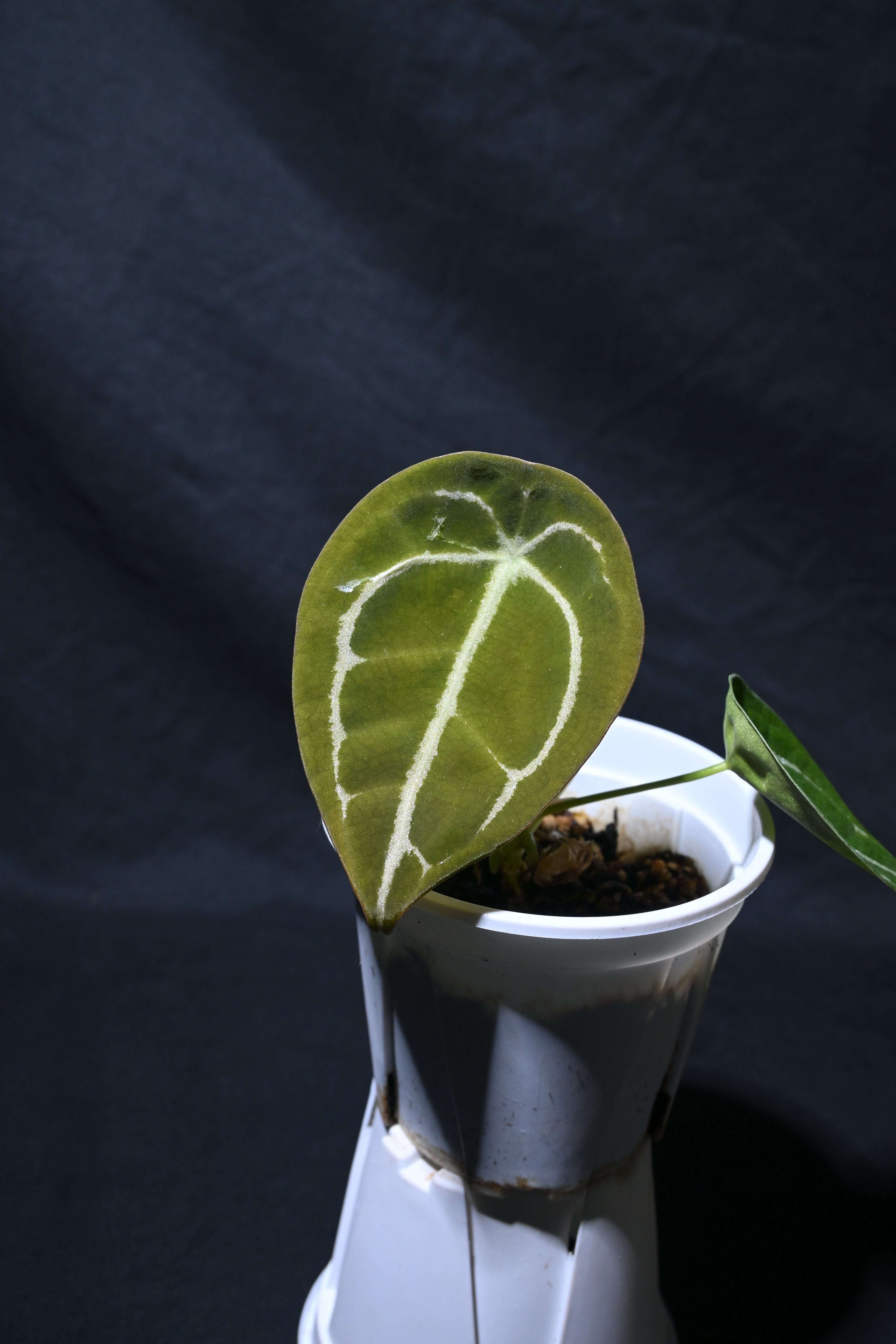 Forgetii silver(seeding)