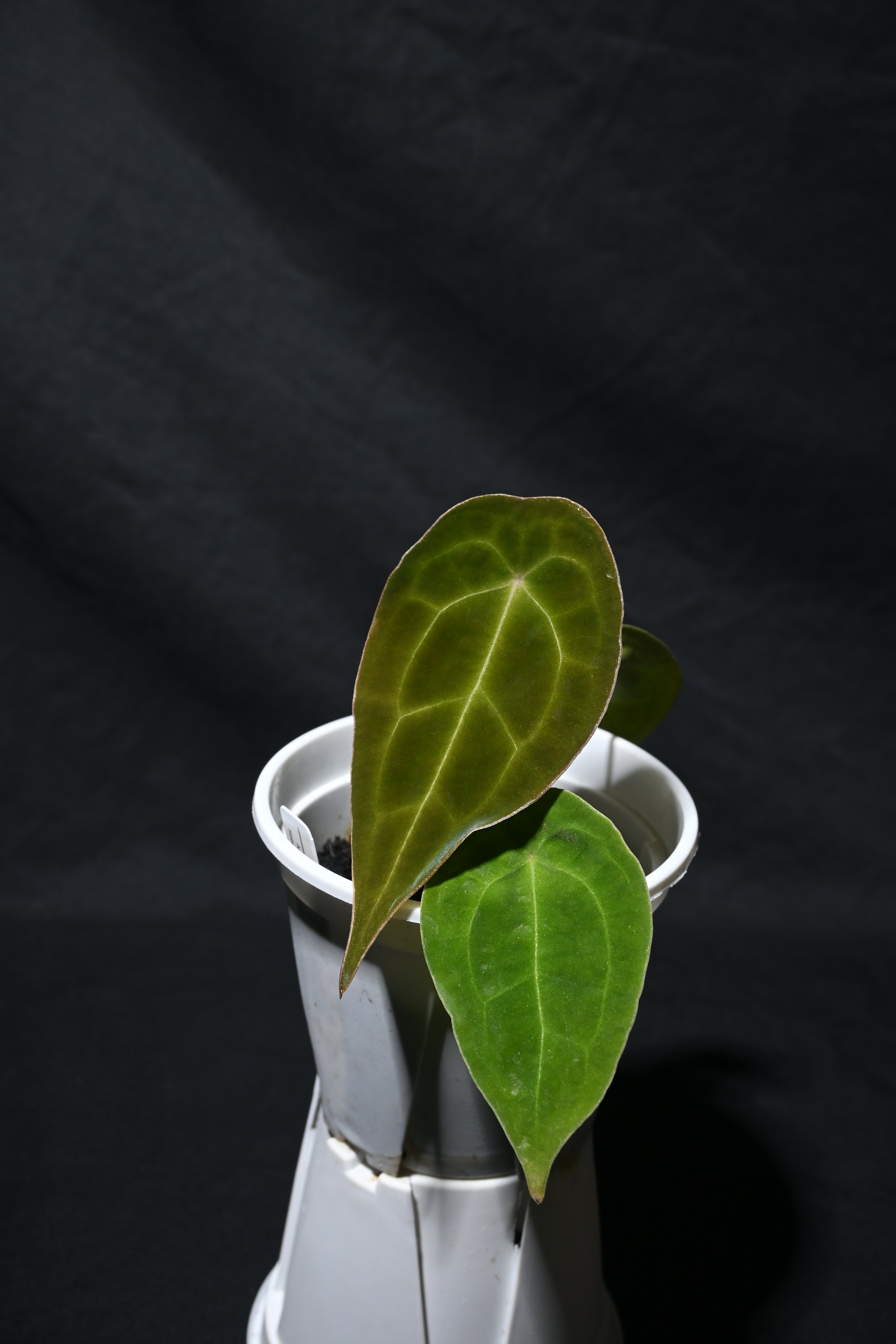 Forgetii Original(seeding)