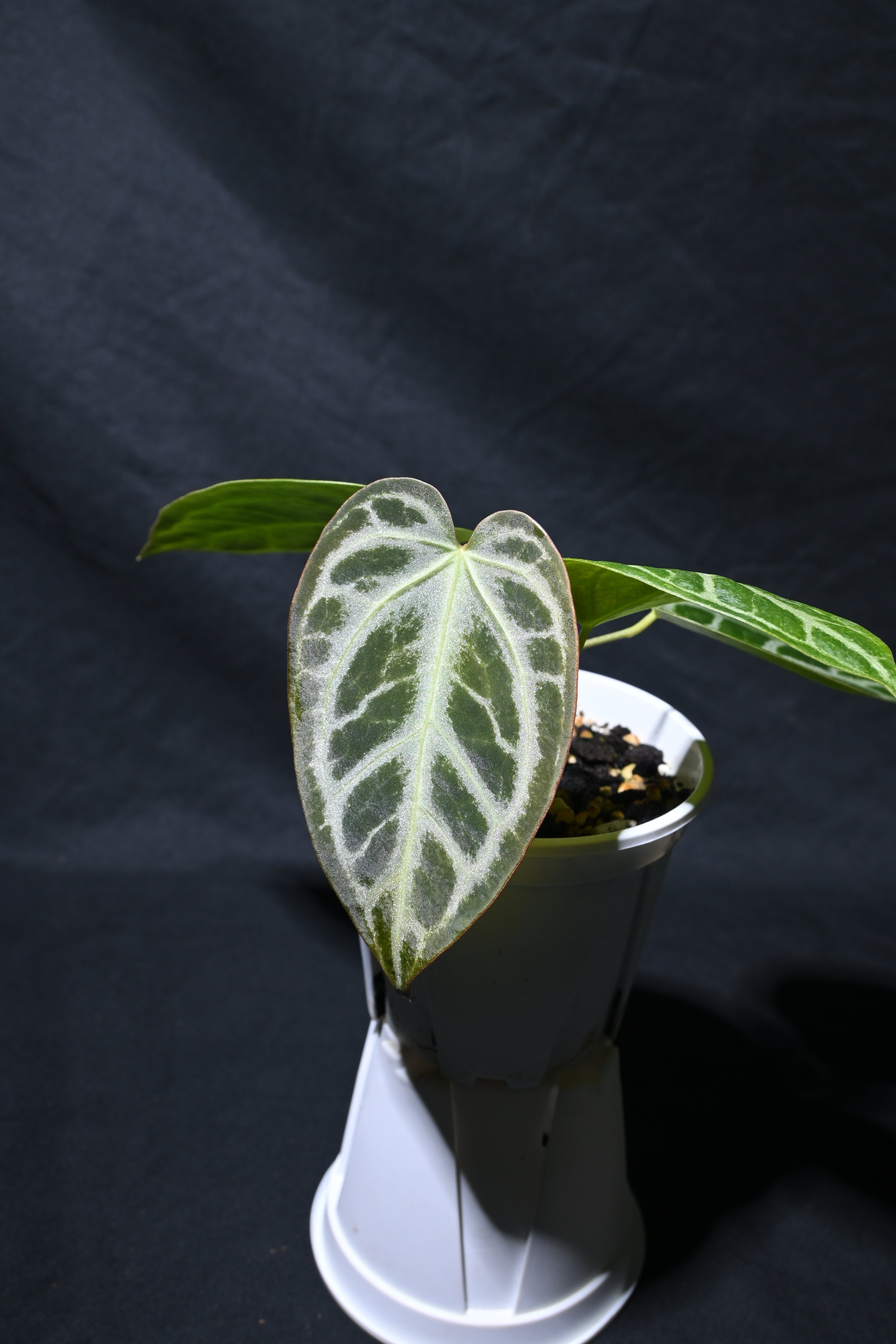 Crystallinum x Silver king