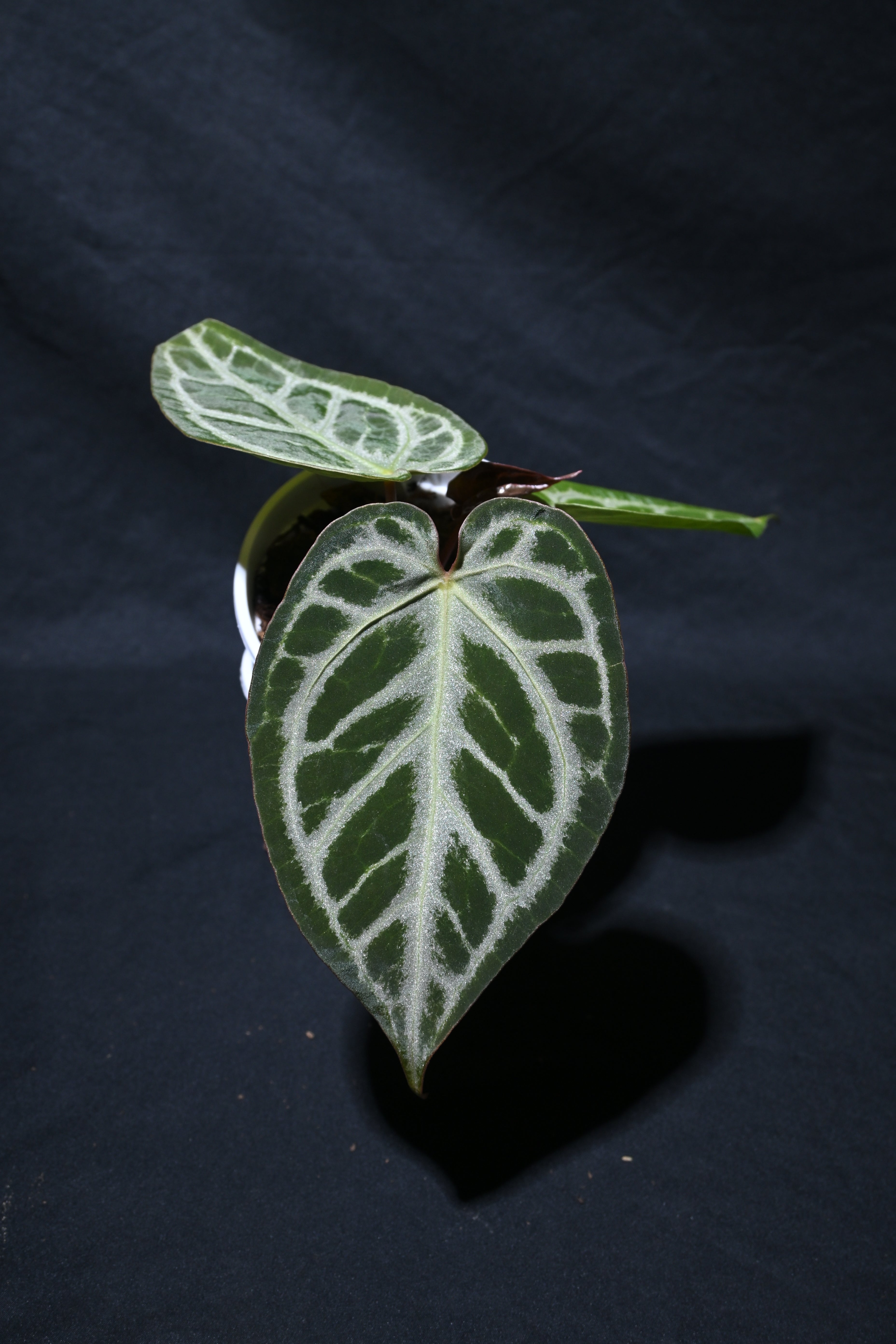 Silver king x SKG silver