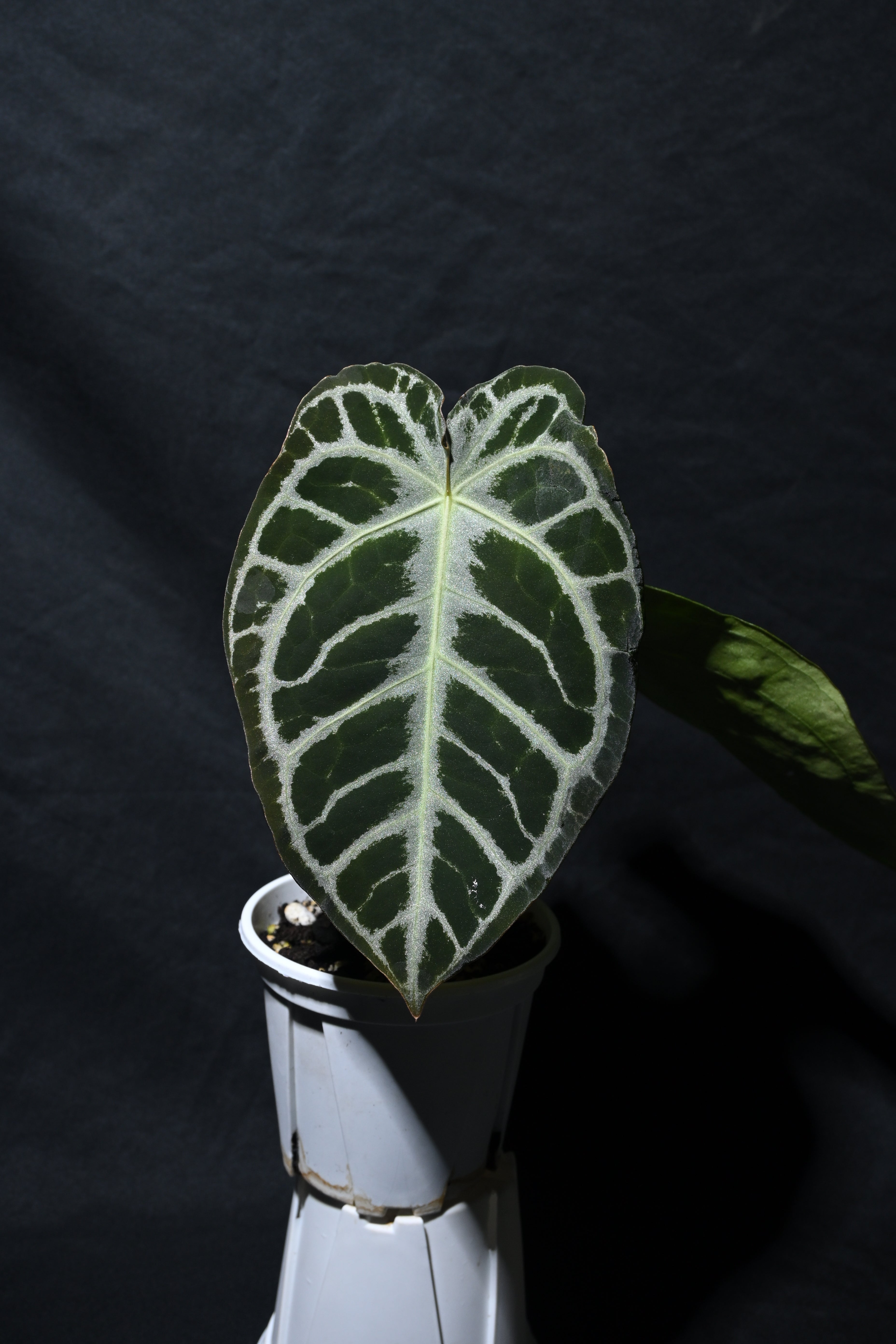 Forgetii silver x Silver king