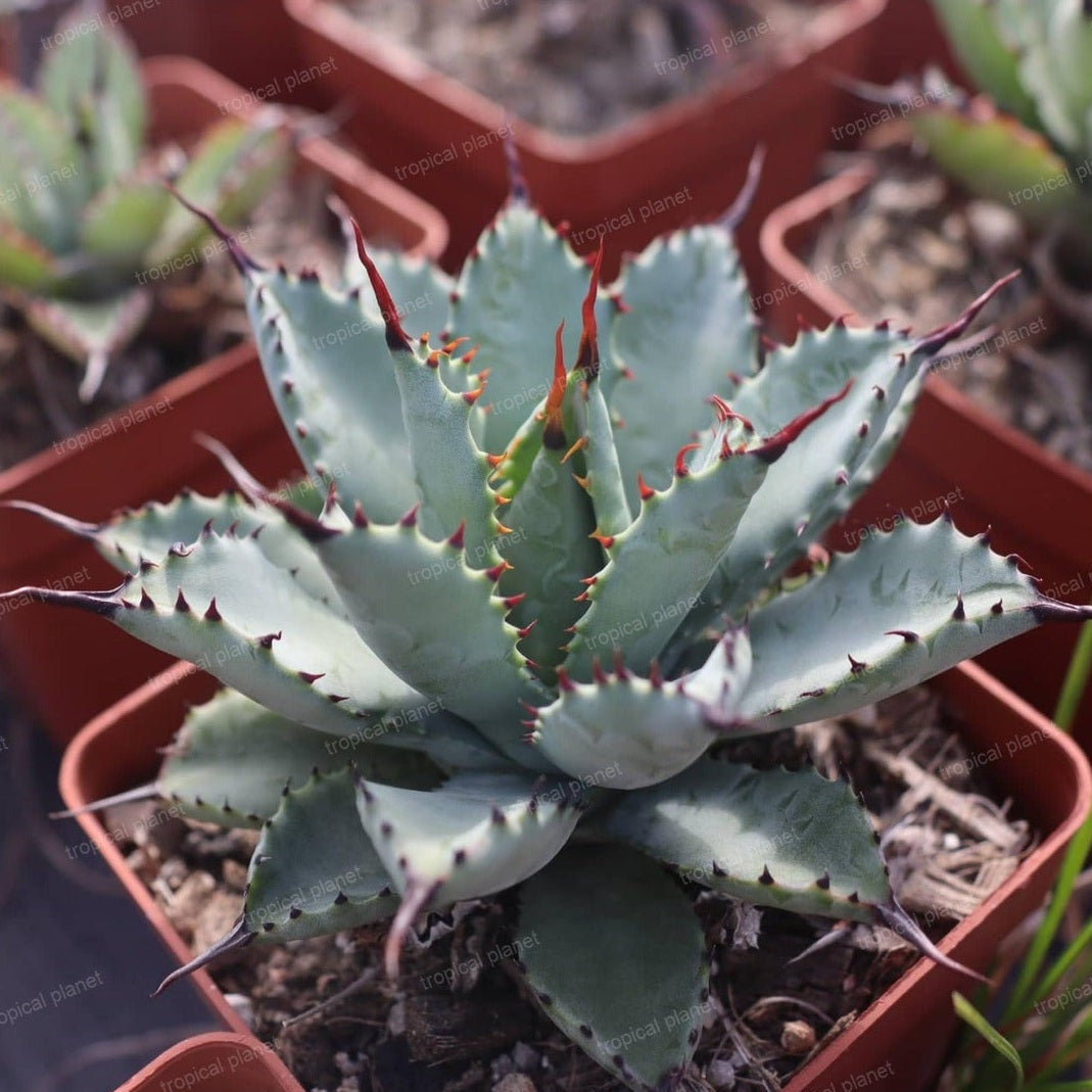Agave macroacantha × potatorum - 1:1 full-frame product photo