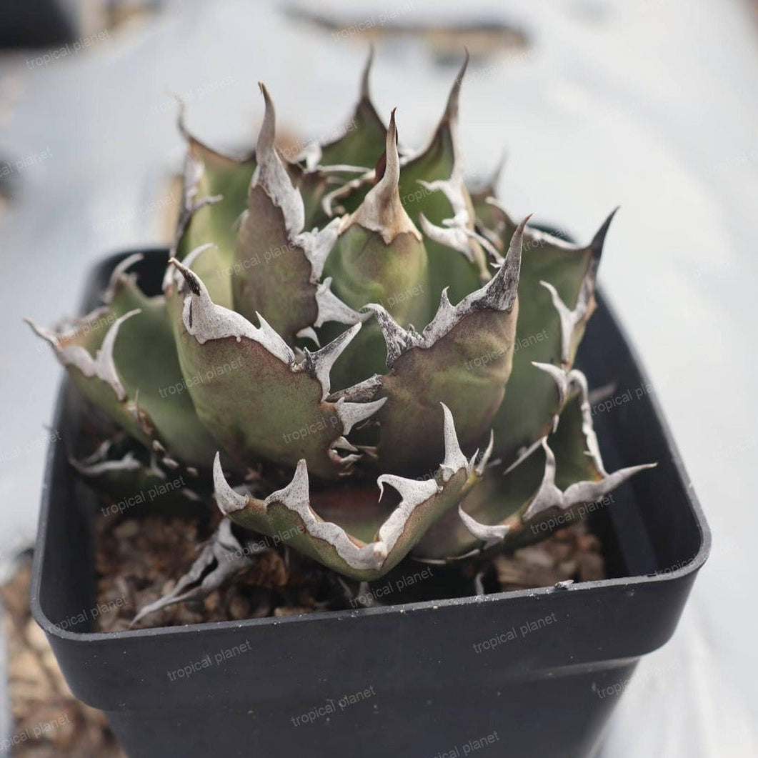 Agave titanota 'Ghost Claw' - 1:1 full-frame product photo