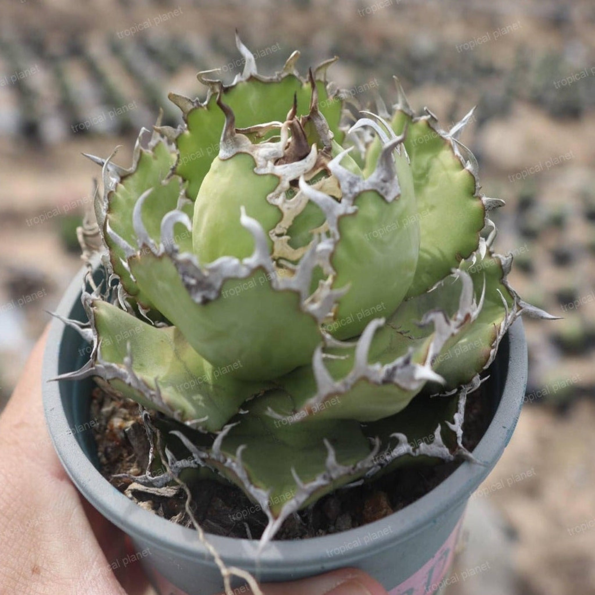 Agave titanota 'Laces' - 1:1 full-frame product photo