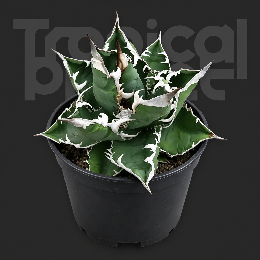 Wholesale Agave titanota 'White Whale' | Tropical Planet