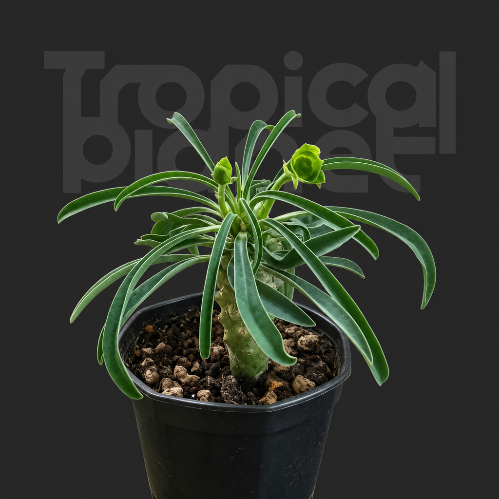 Euphorbia pubiglans - Tropical Planet product image