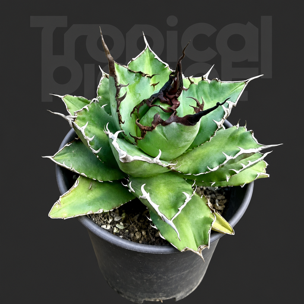 Agave titanota 'Ghost Claw' - Tropical Planet product image
