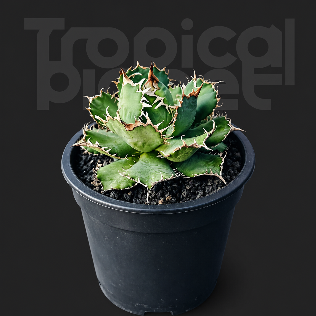 Agave titanota 'Laces' - Tropical Planet product image