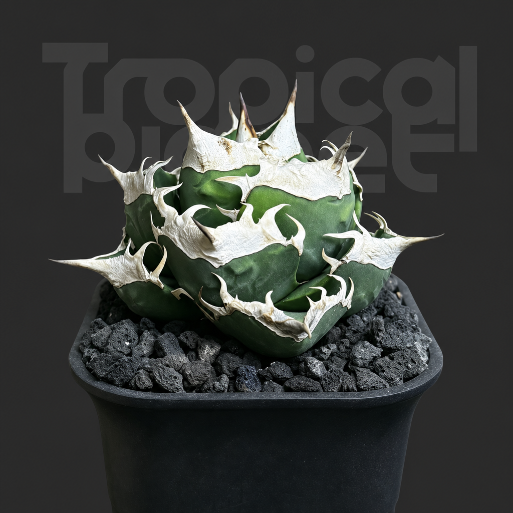 Agave titanota 'Sad' - Tropical Planet product image