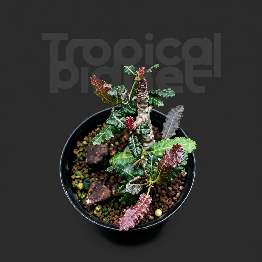 Boswellia nana - Tropical Planet product image