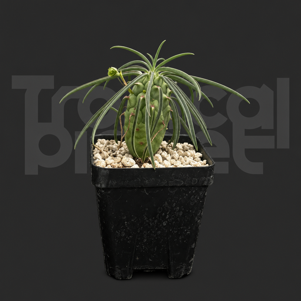 Euphorbia clava - Tropical Planet product image