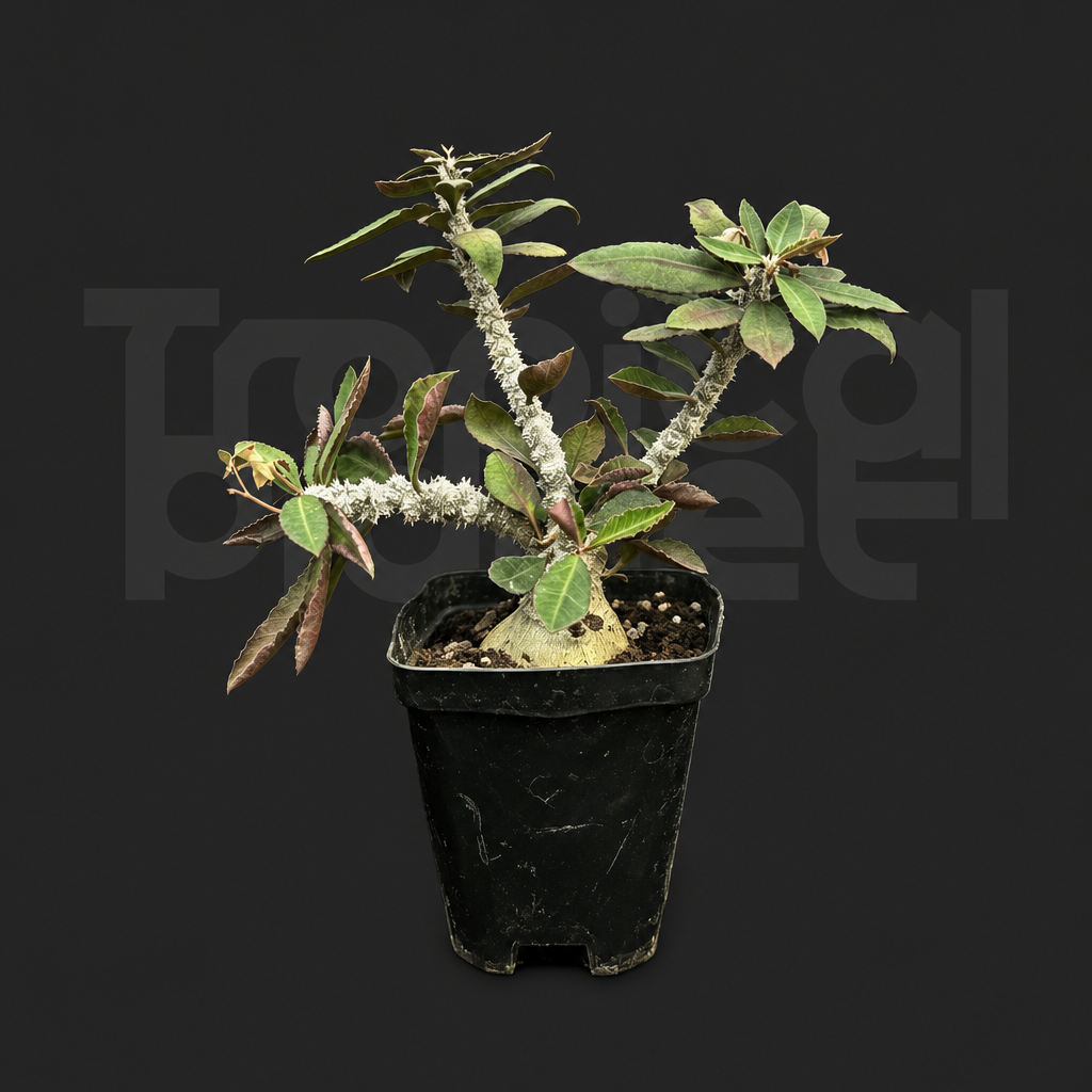 Euphorbia suzannae-marnierae - Tropical Planet product image