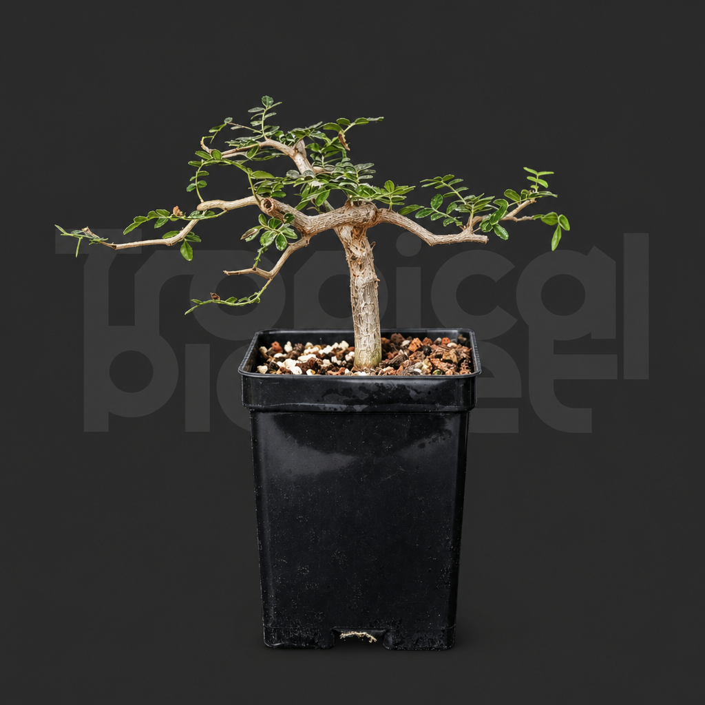 Commiphora monstruosa - Tropical Planet product image