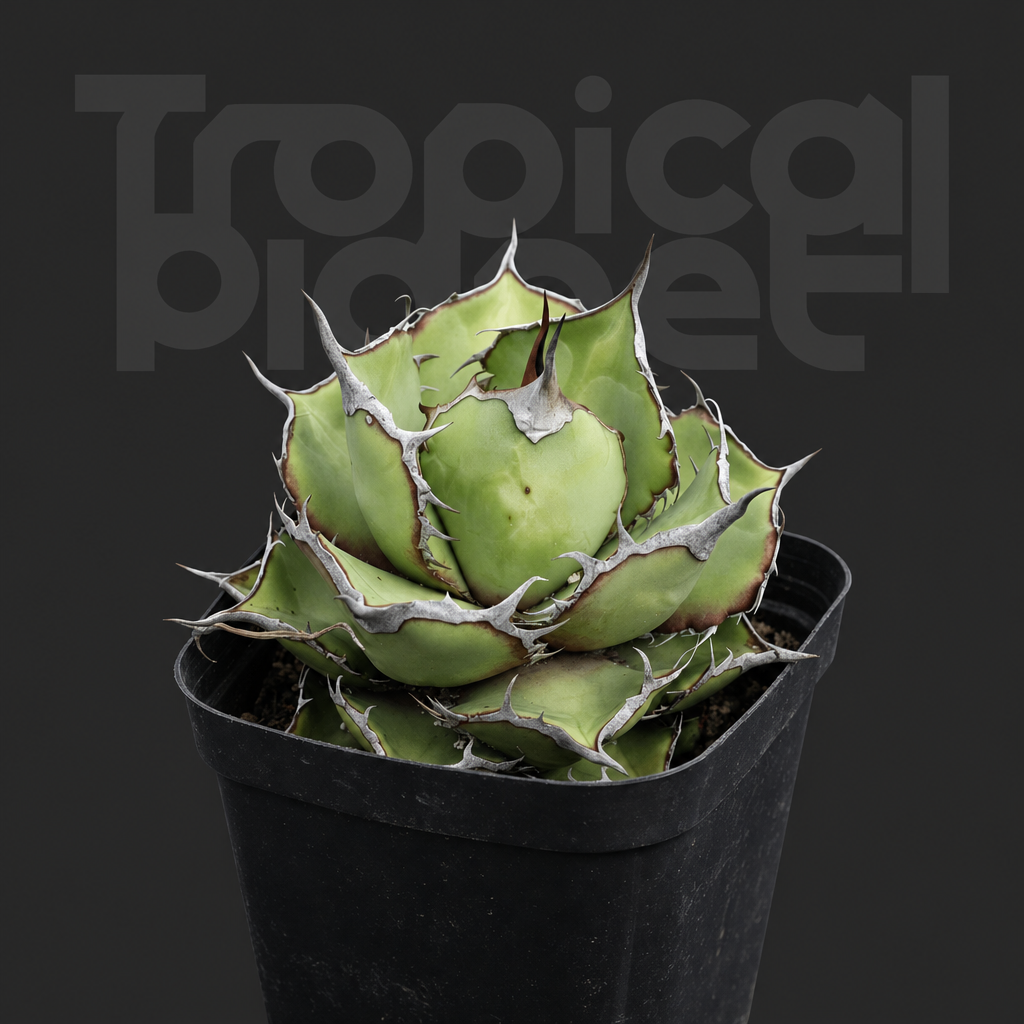 Agave titanota 'Panda' - Tropical Planet product image