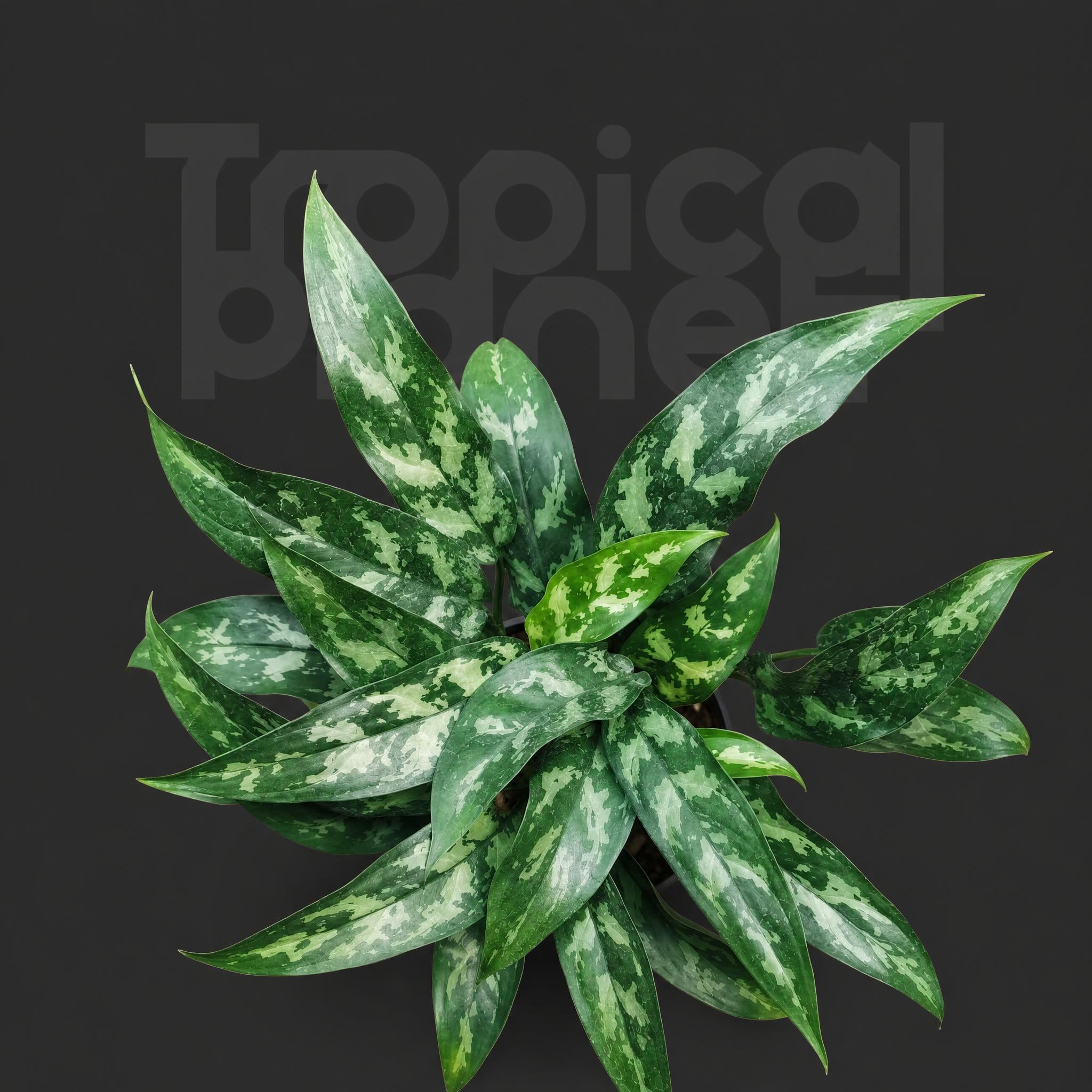 Aglaonema commutatum 'San Remo'