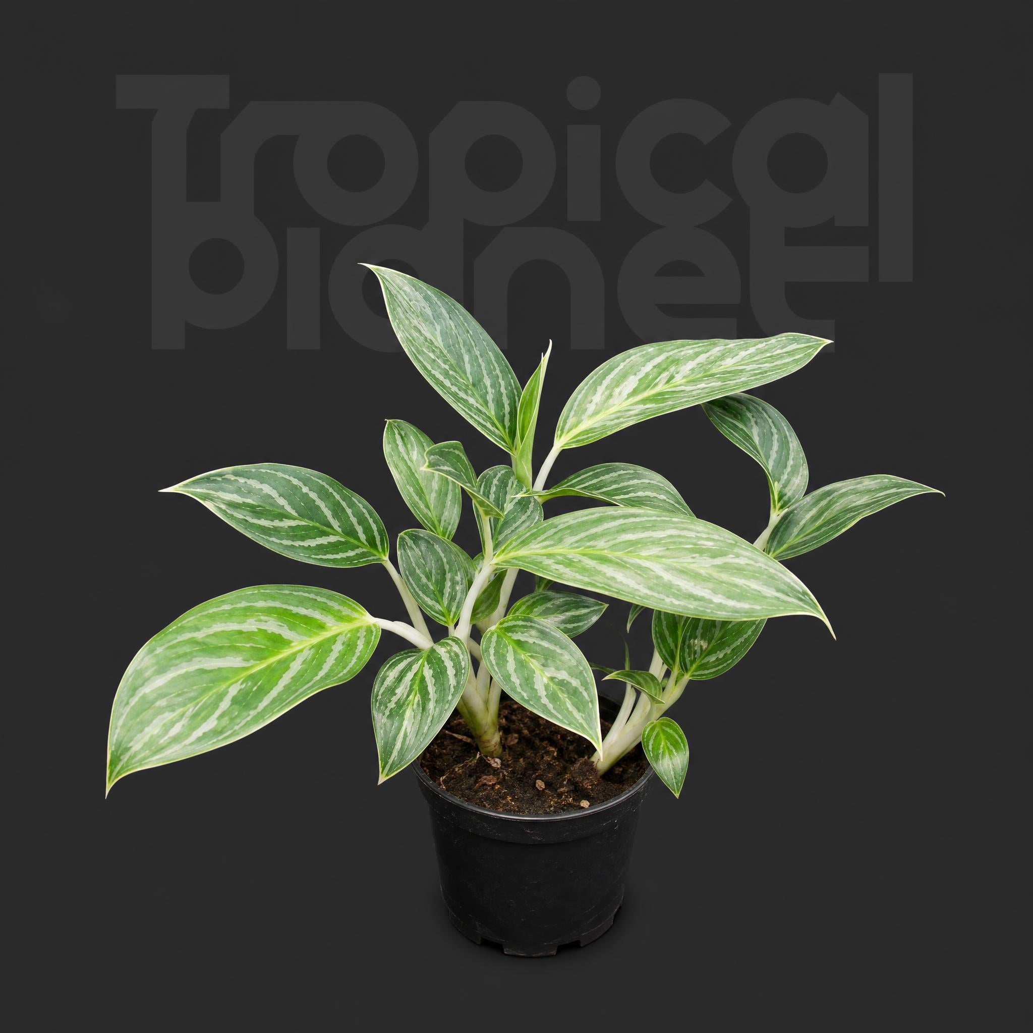 Aglaonema commutatum ‘White Rajah’