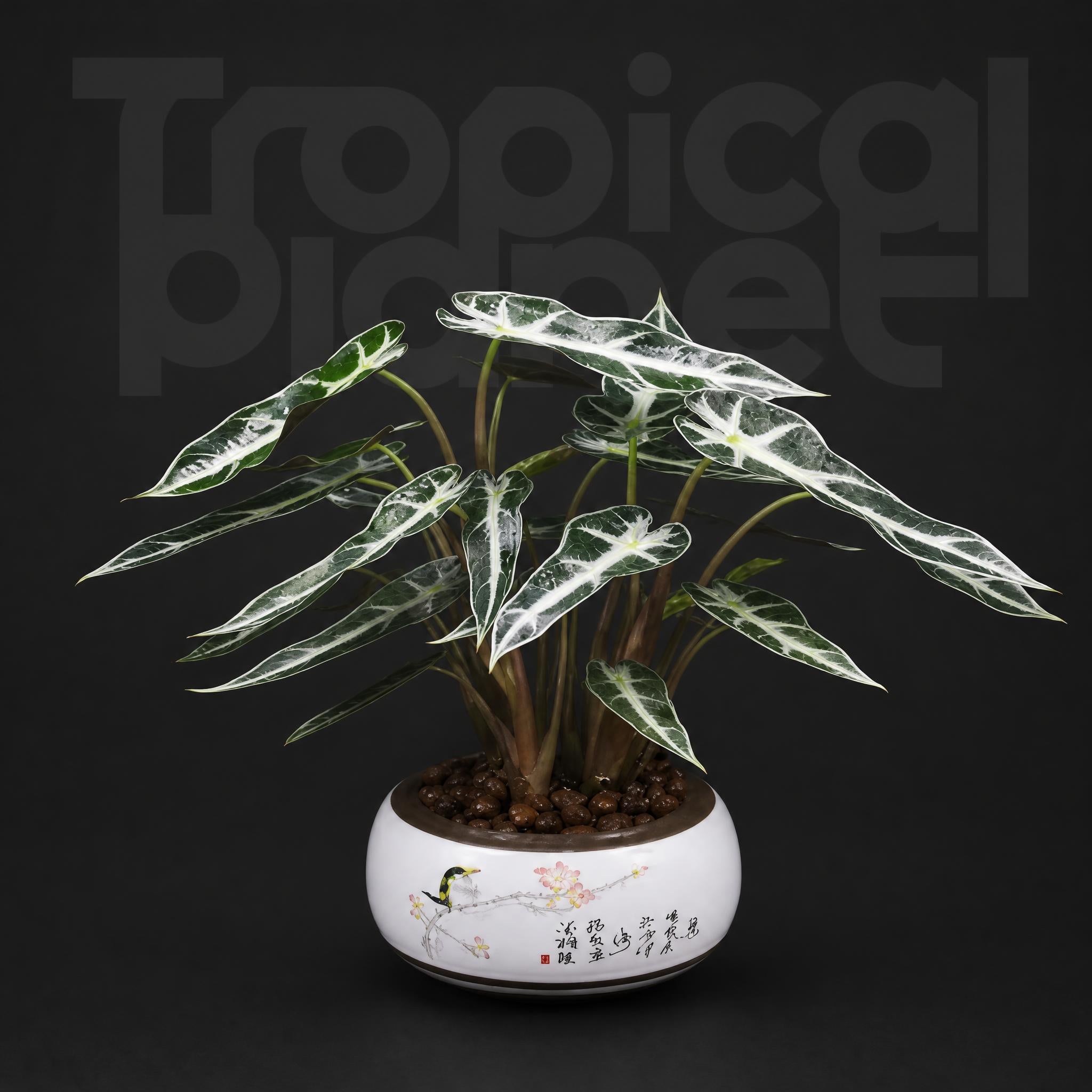 Alocasia Amazonica Bambino