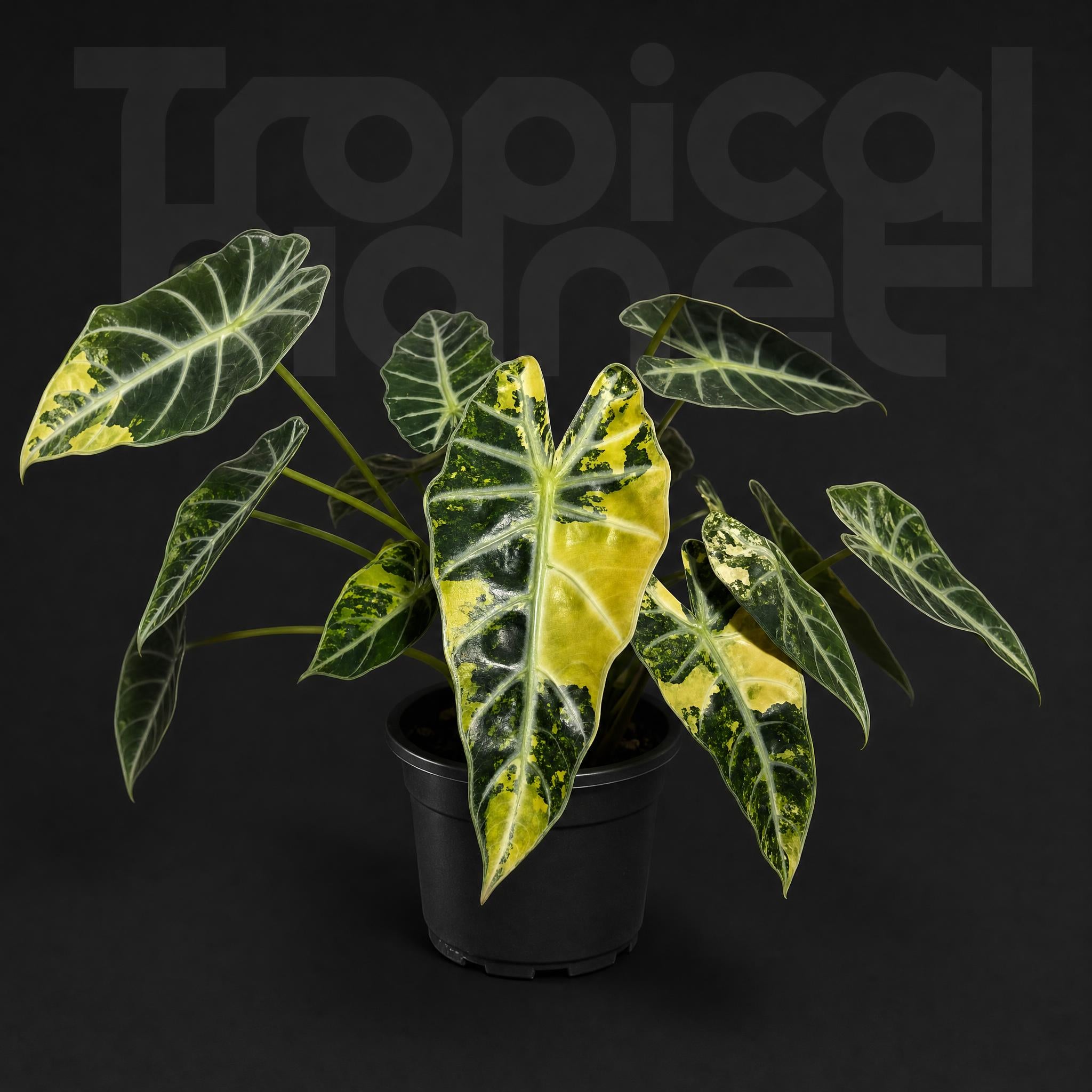 Alocasia Bambino Aurea Variegated