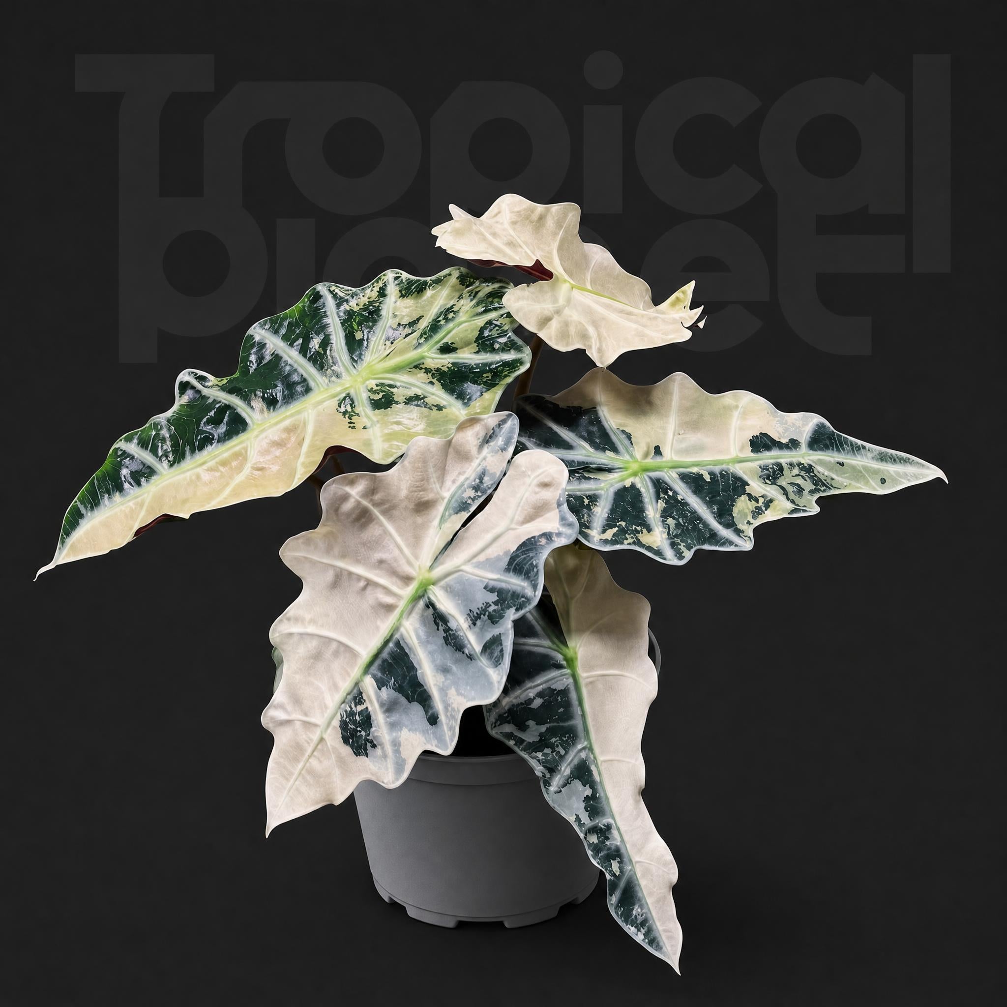 Alocasia Bambino pink var