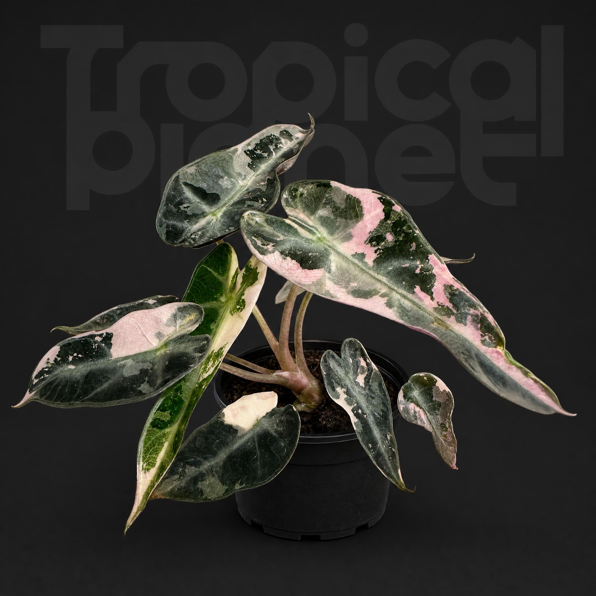 Alocasia Bambino pink var