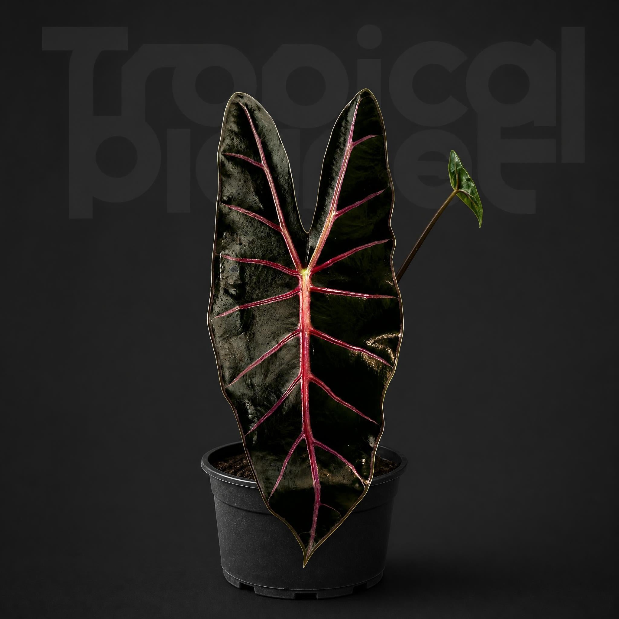 Alocasia black satun