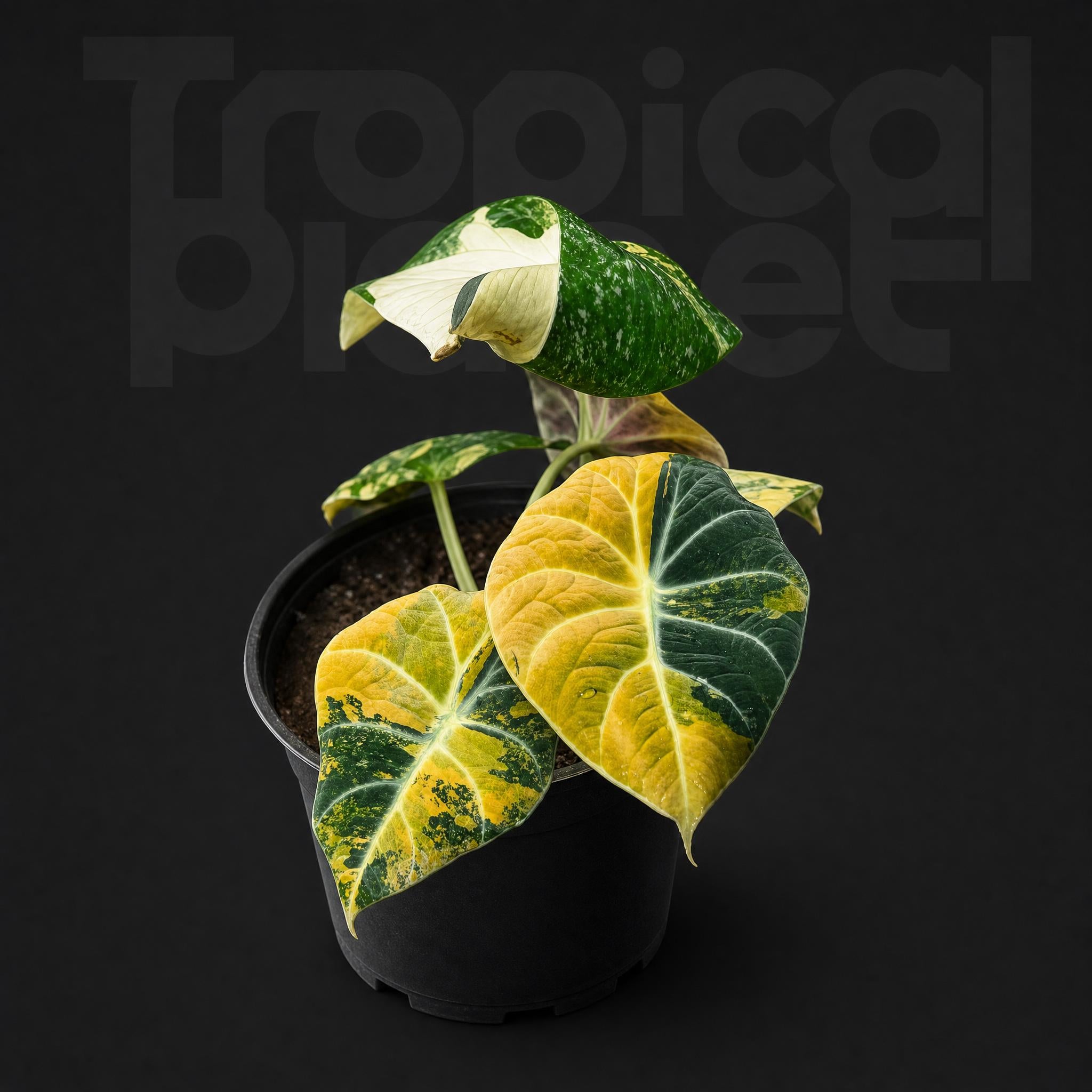 Alocasia Black Velvet Aurea varigated