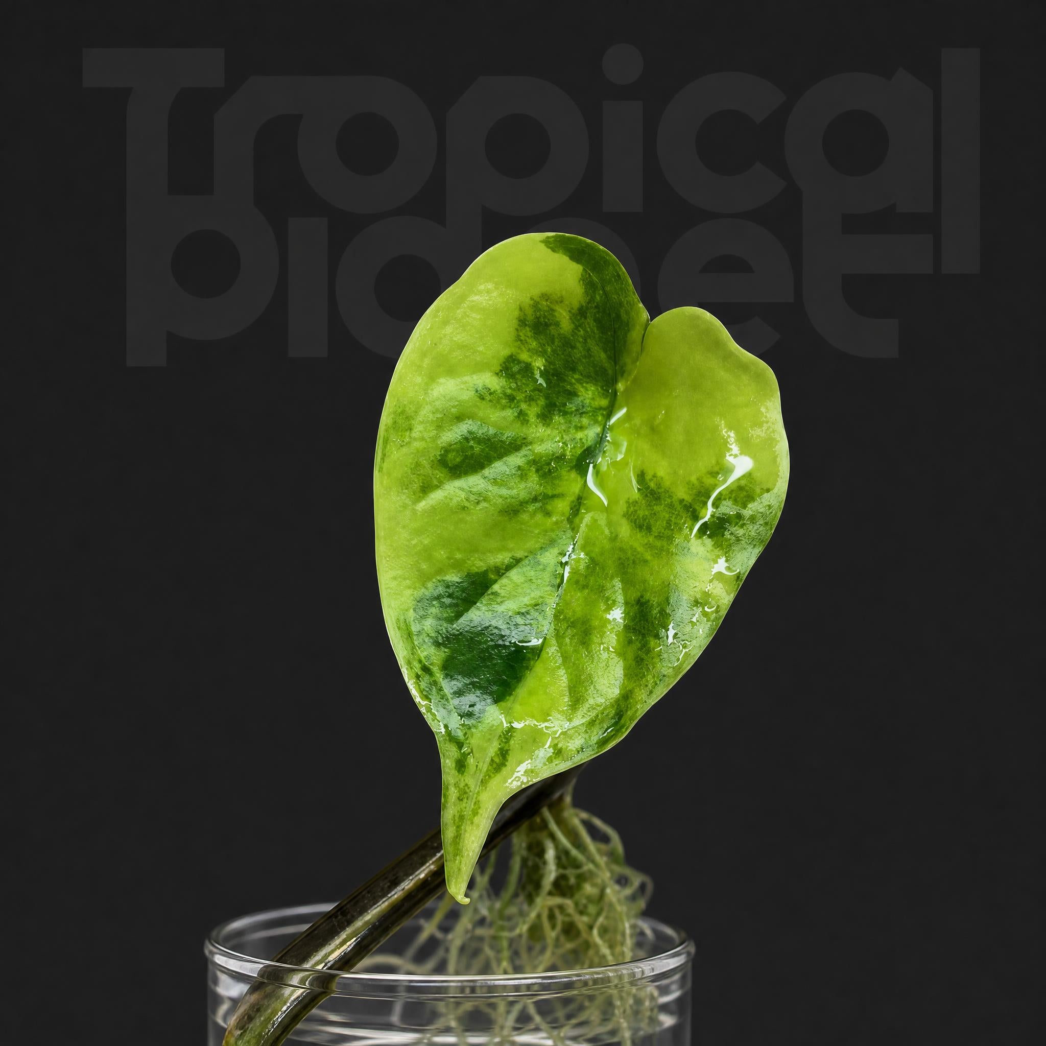 Alocasia Dragon Scale yellow varigated'