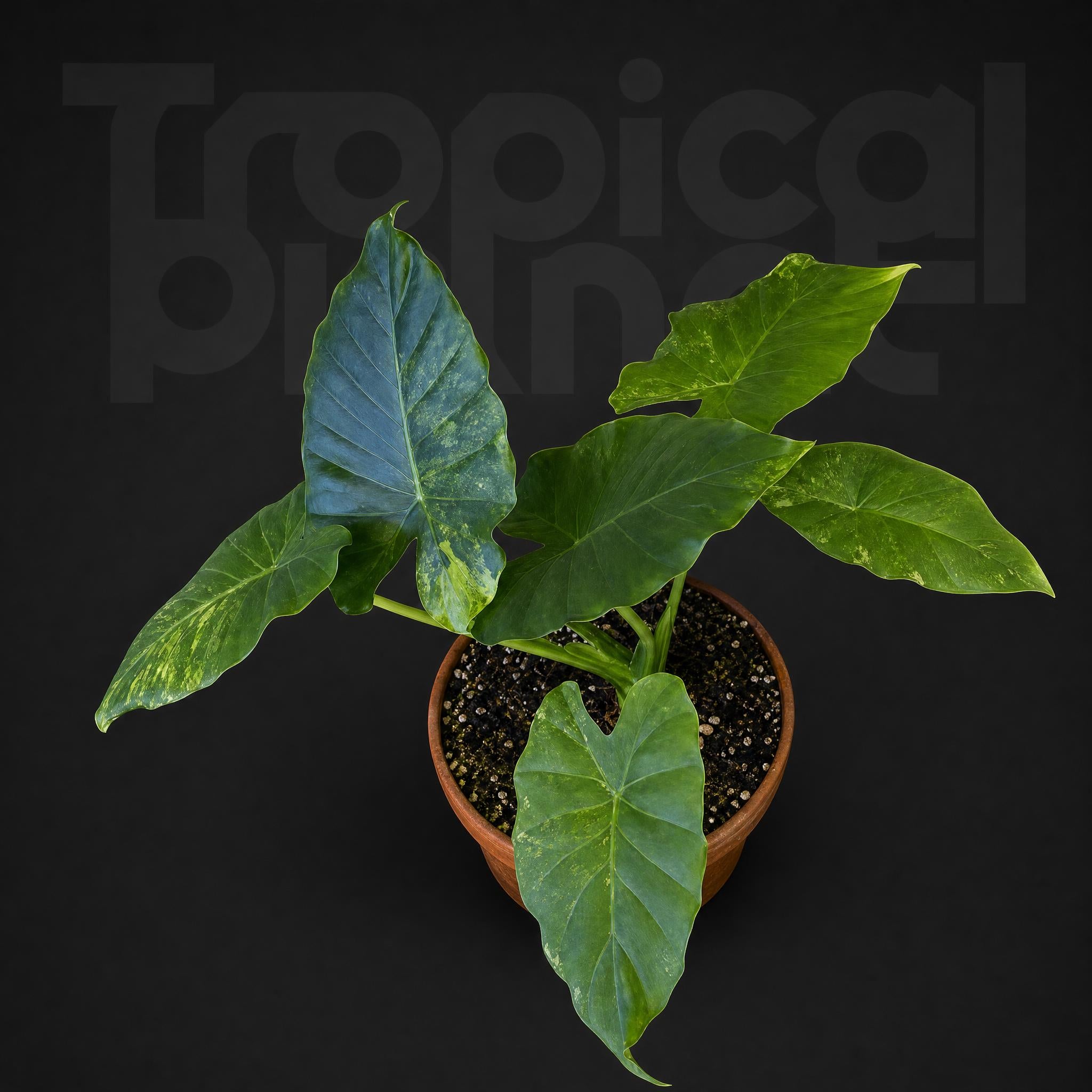 Alocasia Gageana Aurea