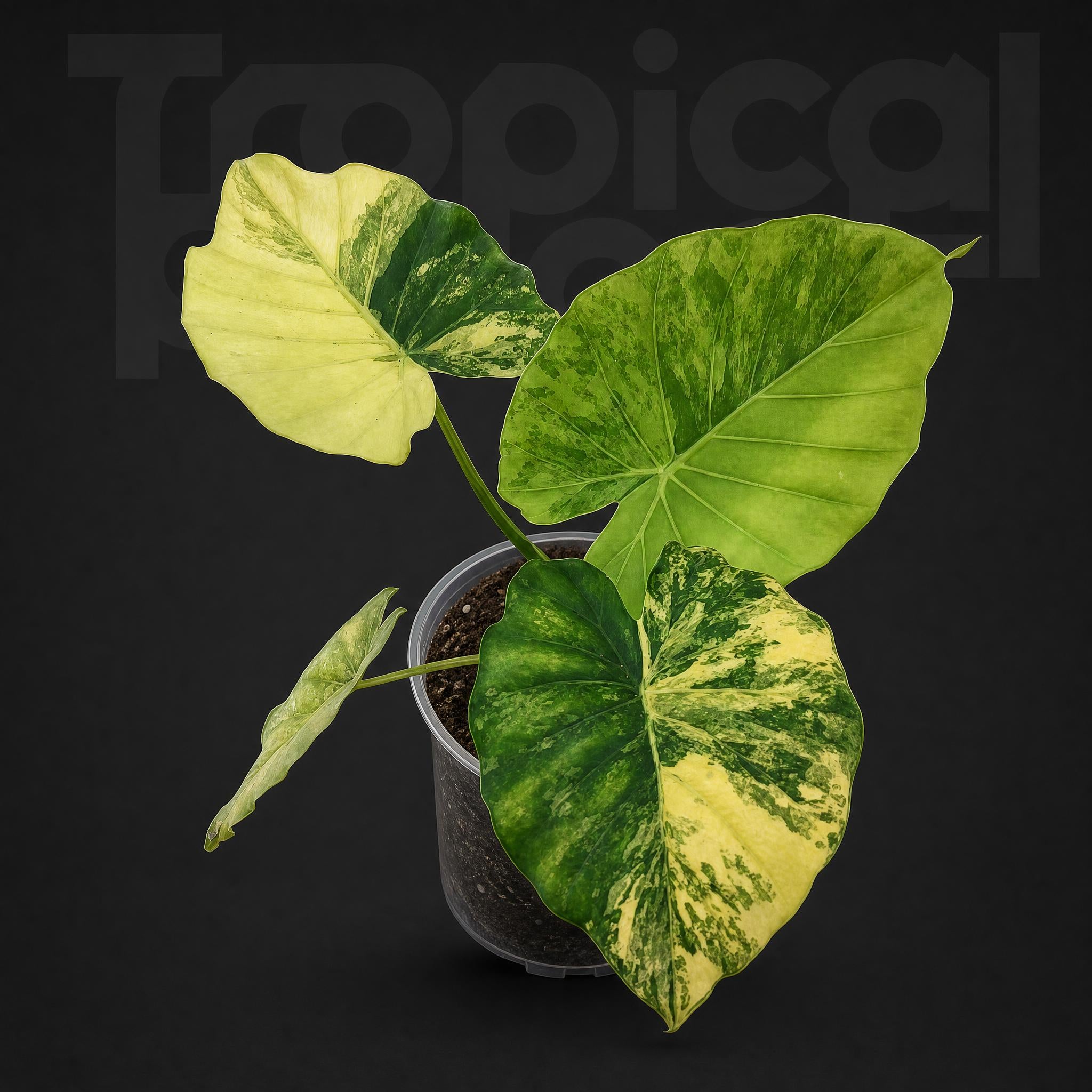 Alocasia Gageana Aurea variegata