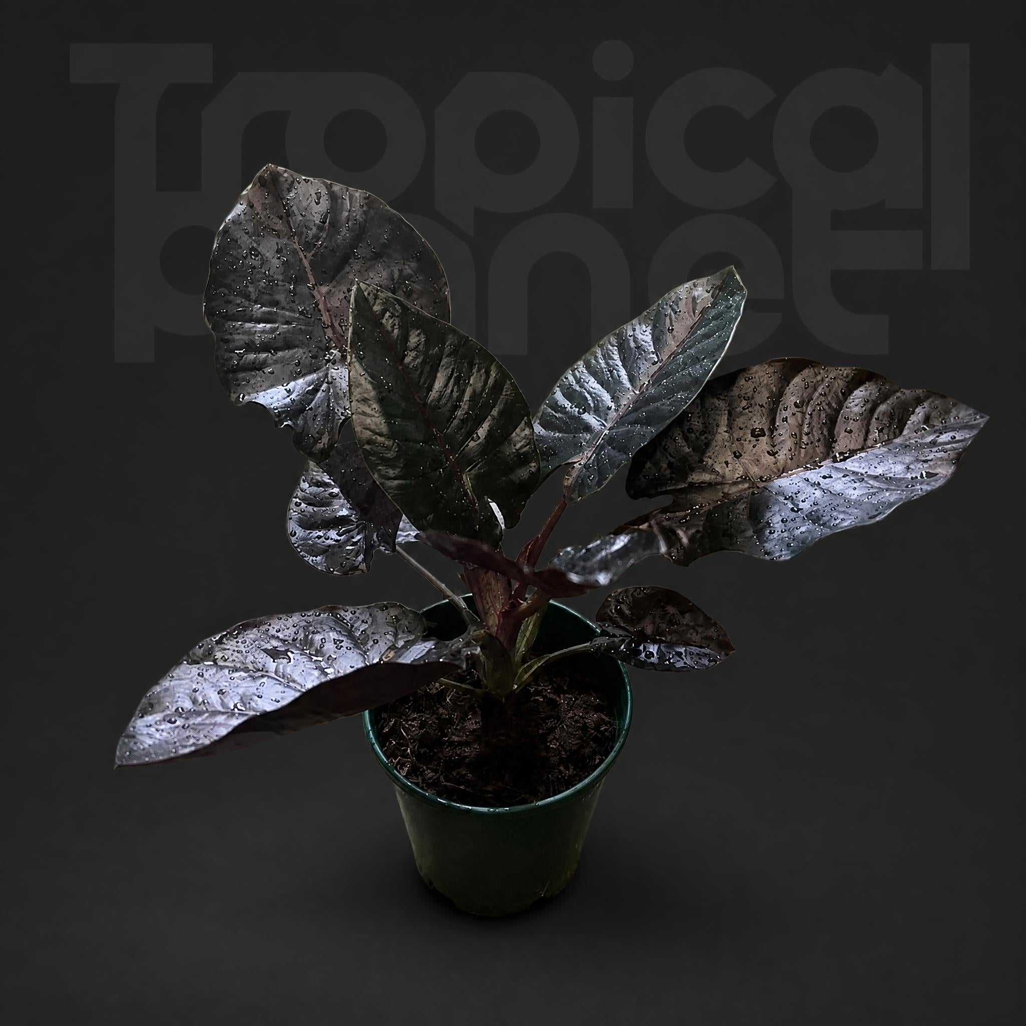 Alocasia infernalis