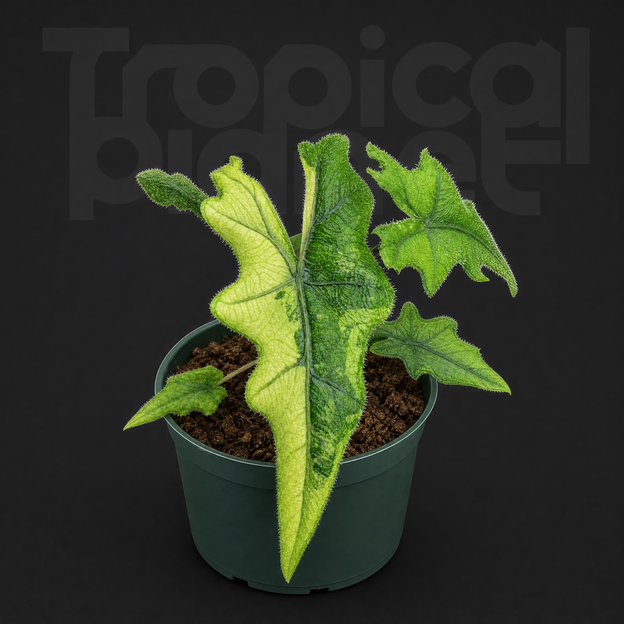 Alocasia Jacklyn Aurea varigated