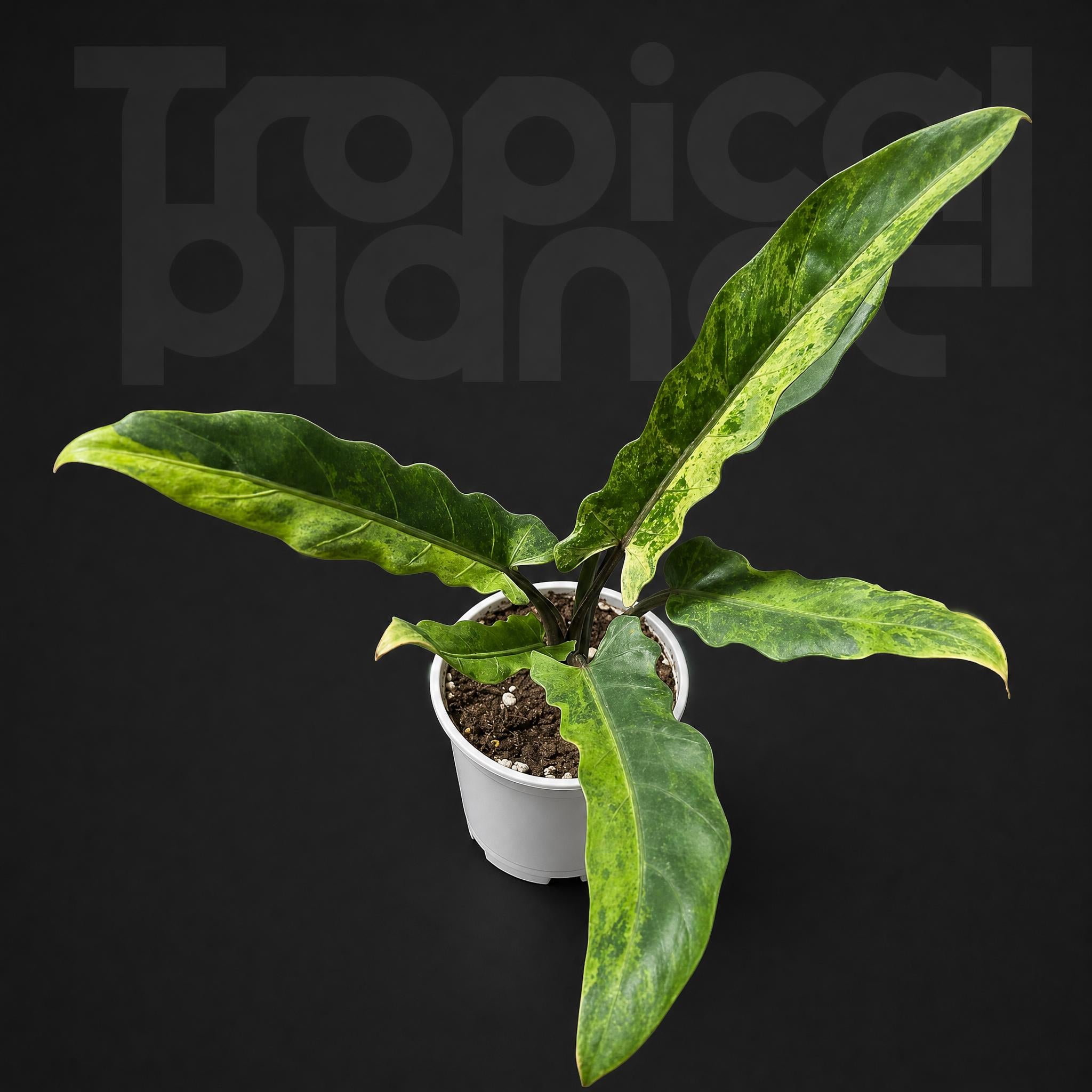 Alocasia Lauterbachiana Aurea Variegated