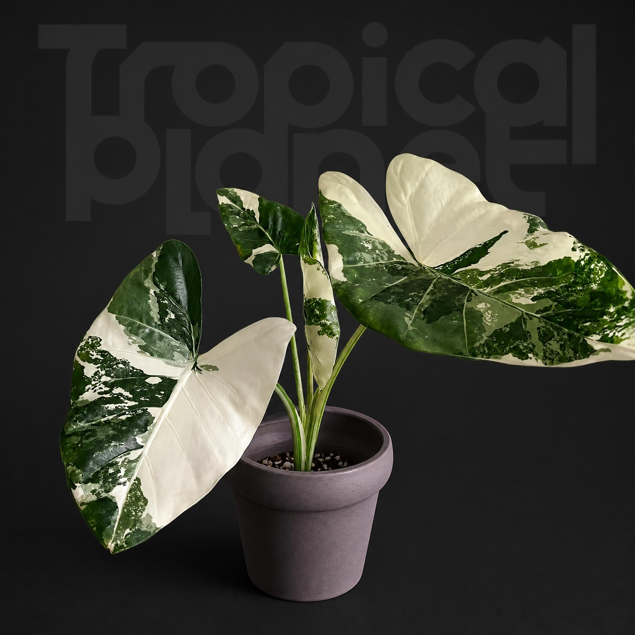 Alocasia Macrorrhiza variegat