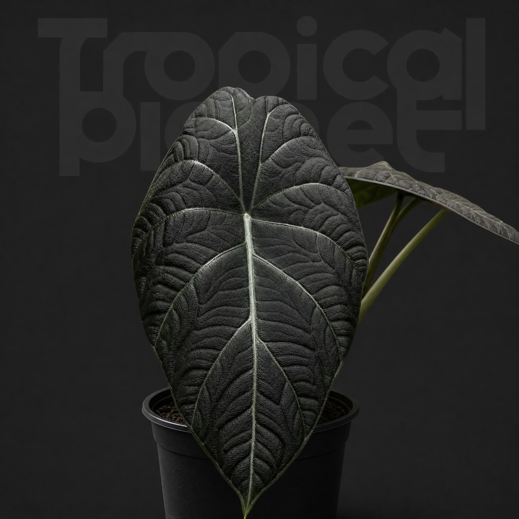Alocasia Maharani