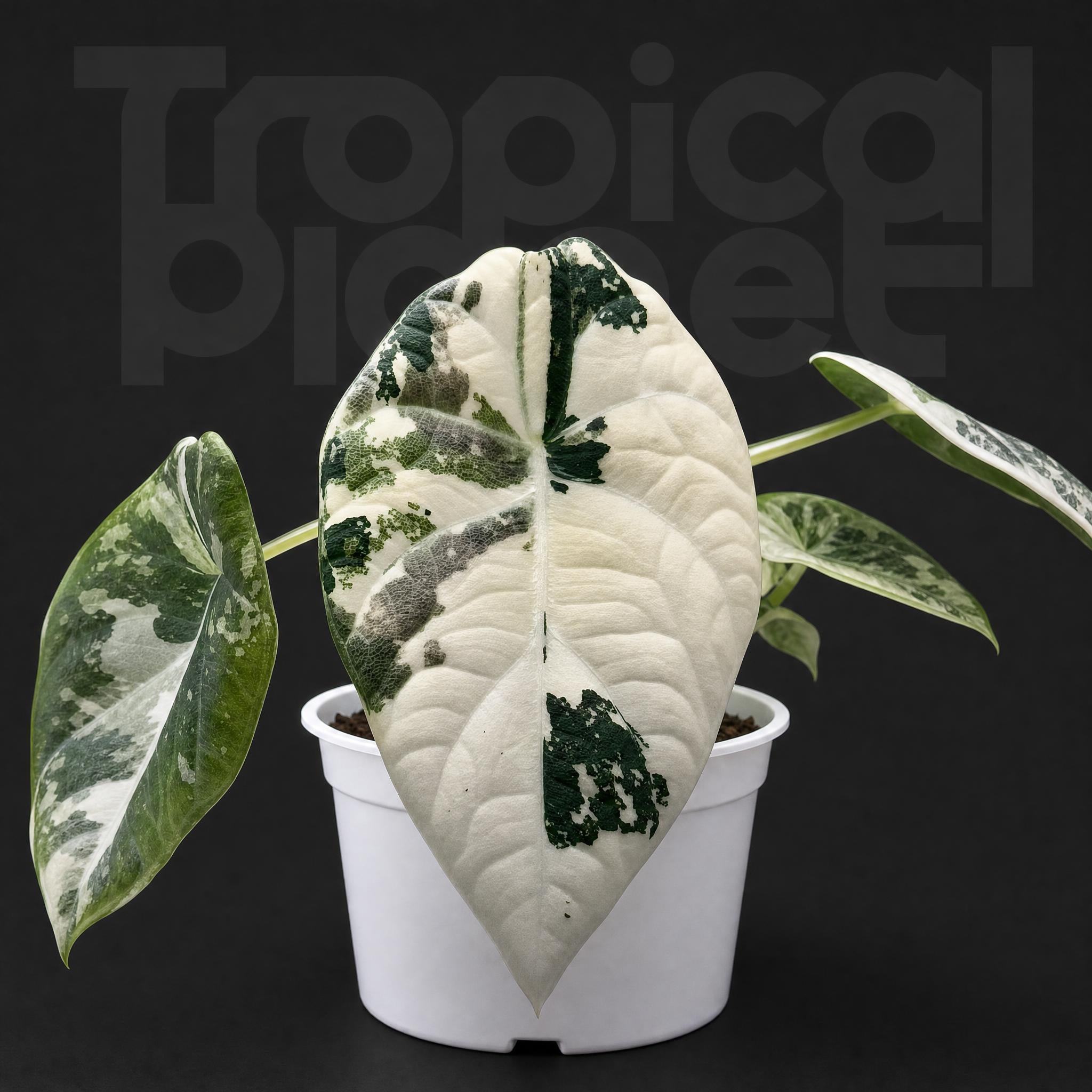 Alocasia Maharani Albo Variegated